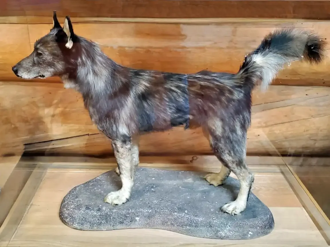 A taxidermied gray and tan husky-type dog stands in profile inside a glass case, in front of a log-cabin-style wooden wall, on a rock-shaped base
