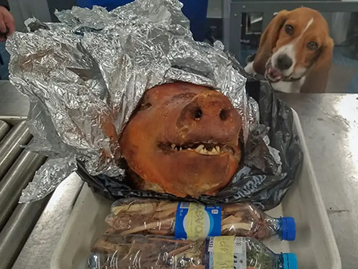 Beagle Brigade beagle inspects a confiscated pig’s head wrapped in foil during an agricultural inspection.