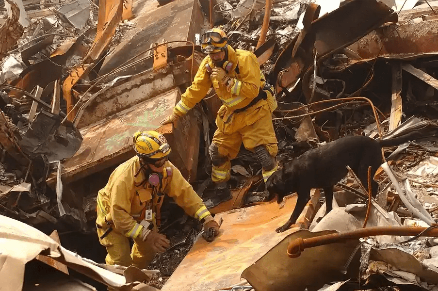 A black dog picks its way over torn metal debris beside two firefighters in yellow gear, goggles, and respirators, searching a mound of collapsed steel.