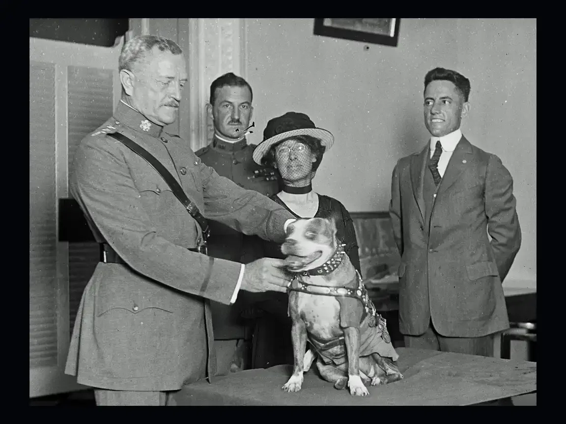 Military officer and civilians gathered indoors as a decorated dog sits on a table wearing a harness and medals during a formal presentation.