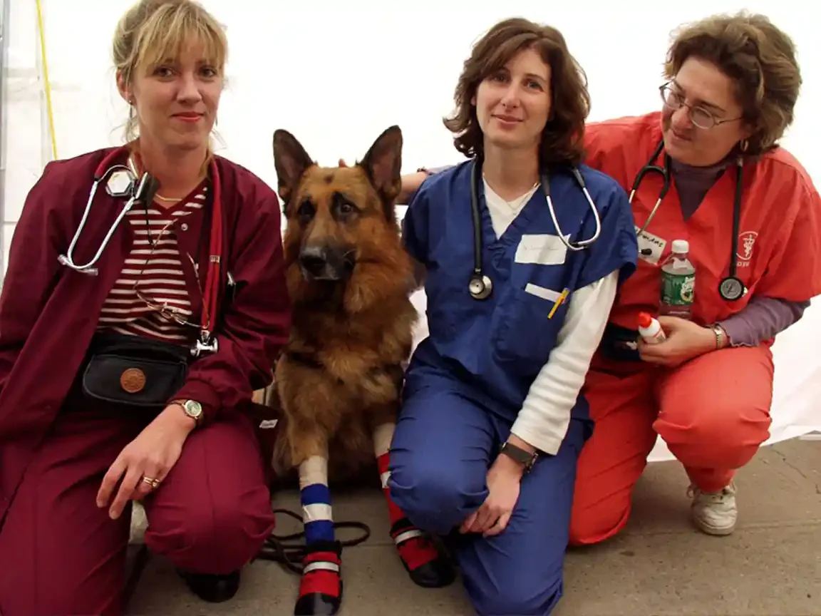 Three veterinarians in colored scrubs kneel around a German Shepherd sitting between them; the dog wears striped bandages and boots on its front legs inside a white tent.