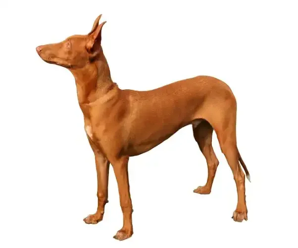 Pharaoh Hound standing in profile on a white background, showing the slender build, long legs, and upright ears associated with ancient Egyptian hunting dogs.