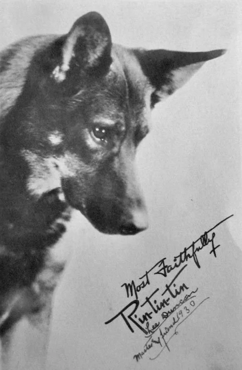 Black-and-white portrait of a German shepherd in profile, signed Most Faithfully Rin-tin-tin Lee Duncan 1930.