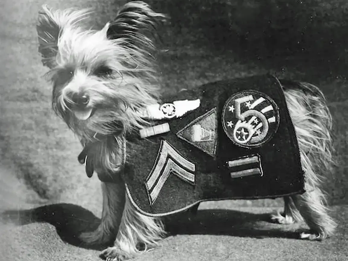 Black and white photo: Yorkshire Terrier stands wearing a small military coat decorated with patches, wings, chevrons, and a 5th Air Force roundel.