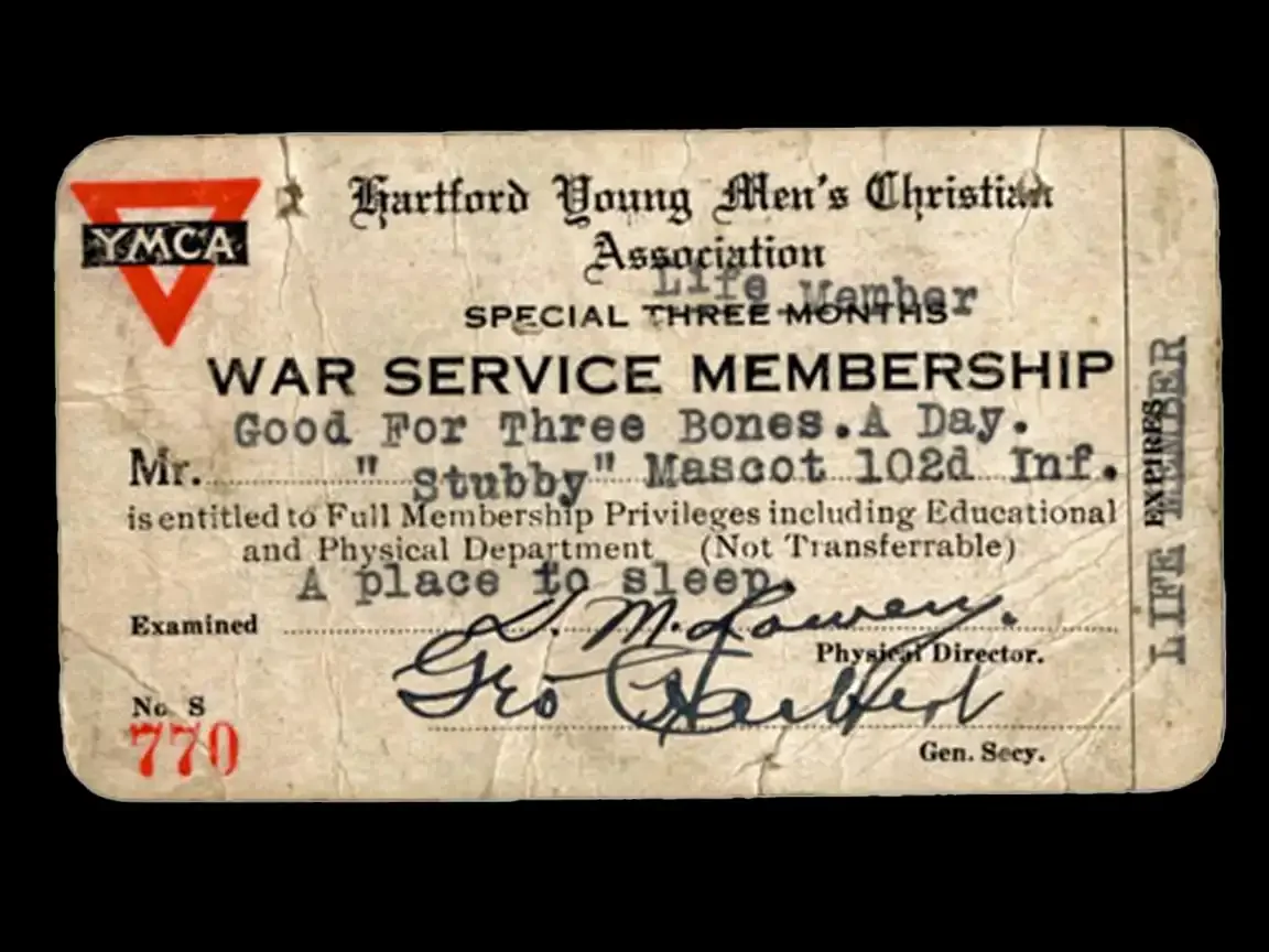 Worn YMCA war service membership card issued to “Stubby,” mascot of the 102nd Infantry, granting food and lodging privileges.