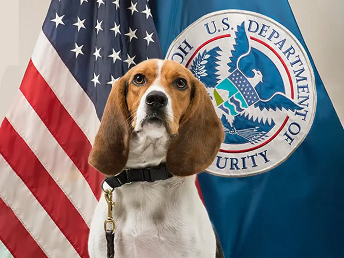 USDA Beagle Brigade detection dog sits in front of the U.S. flag and Department of Homeland Security seal.
