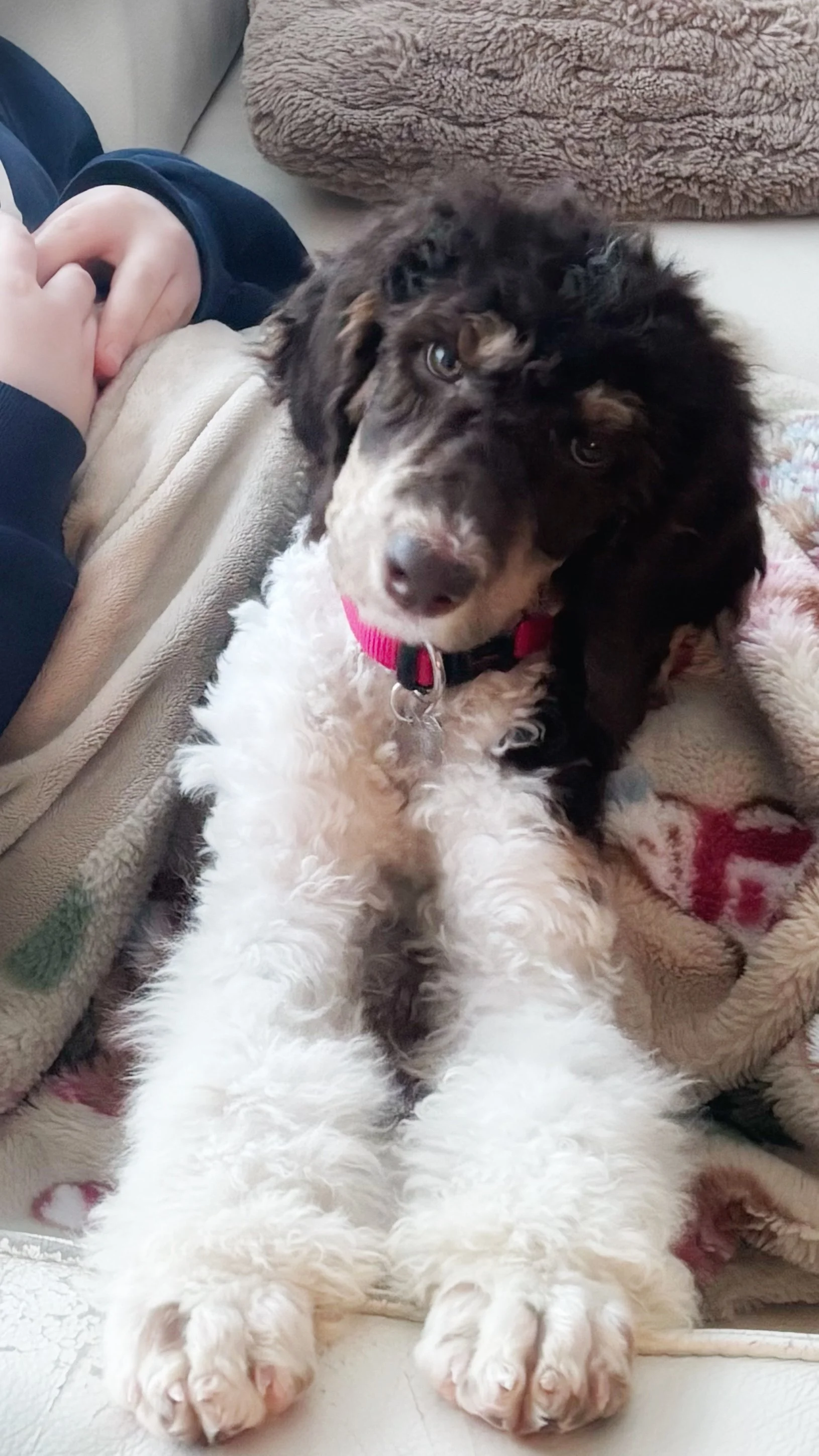 Our First Week With Our New Puppy