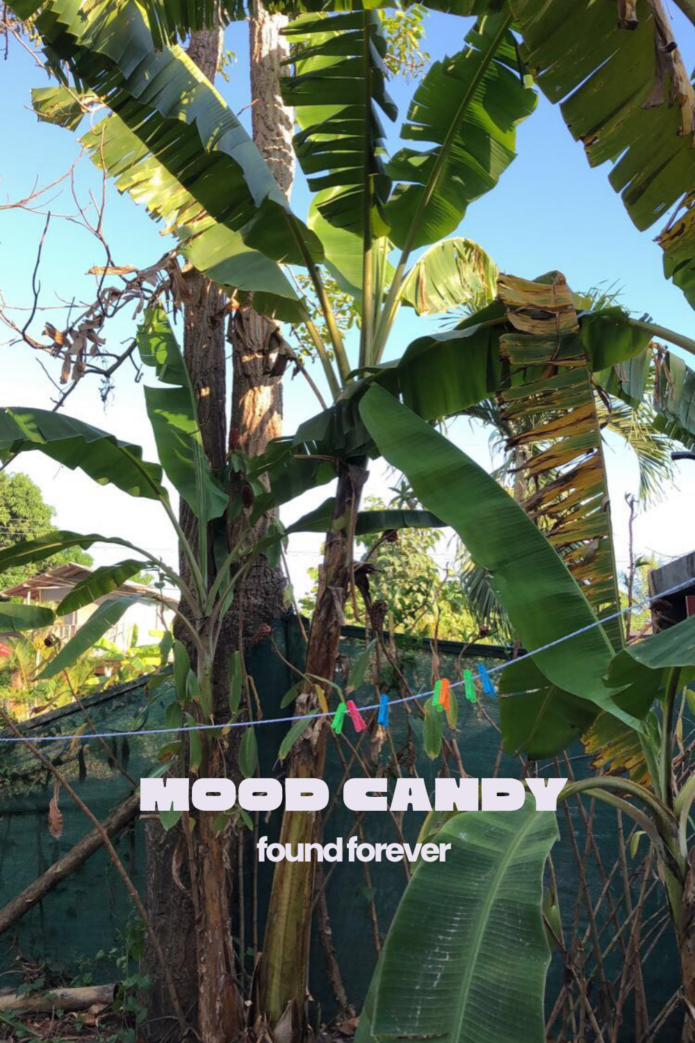 Banana plants with large green leaves and a blue sky in the background, with a string of colorful clothespins hanging across the scene.