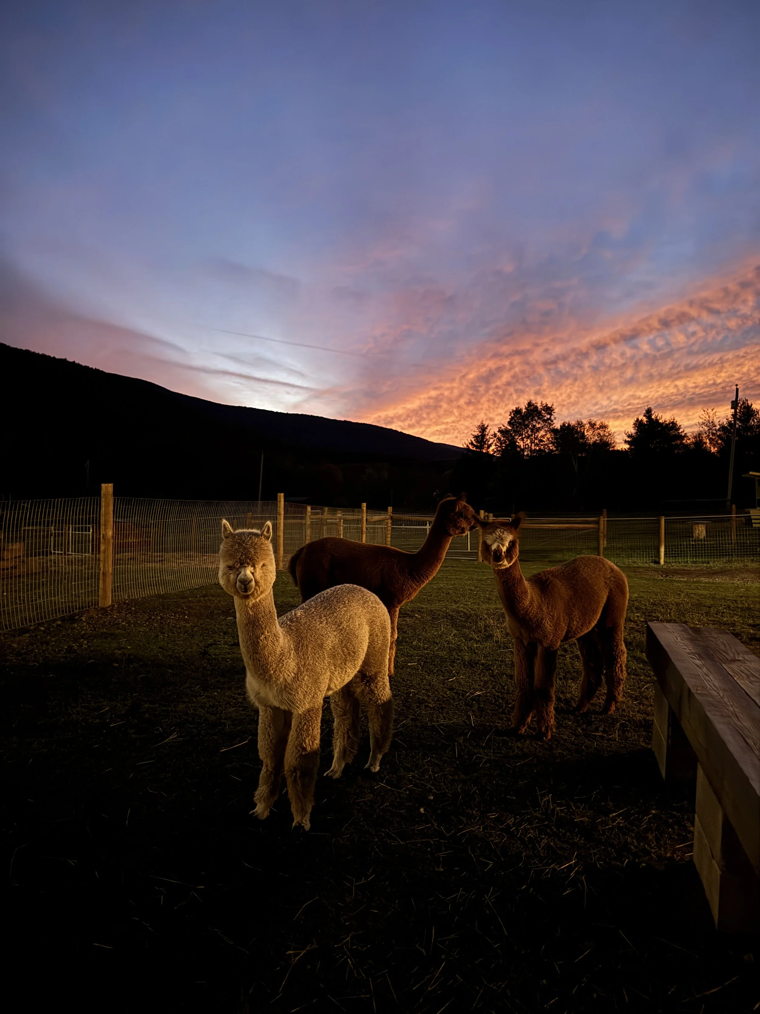 Three alpacas standing in a fenced outdoor area at sunset, with a mountain and colorful sky in the background.