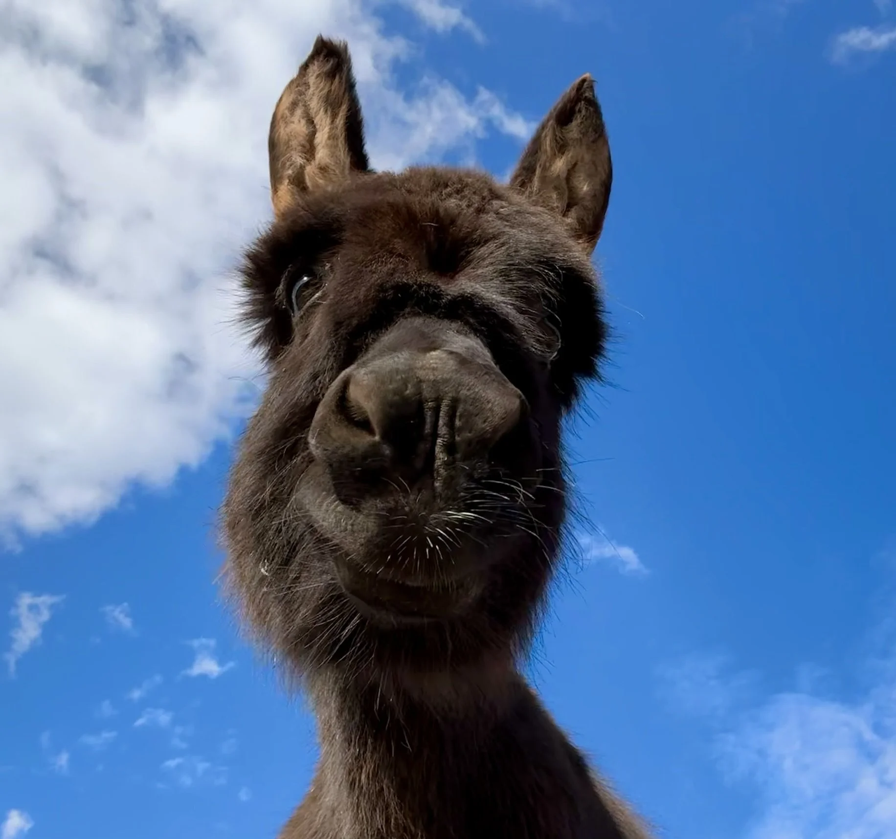 Close-up of a dark-colored dog, possibly a Belgian Malinois or German Shepherd, looking down into the camera with blue sky and clouds in the background.