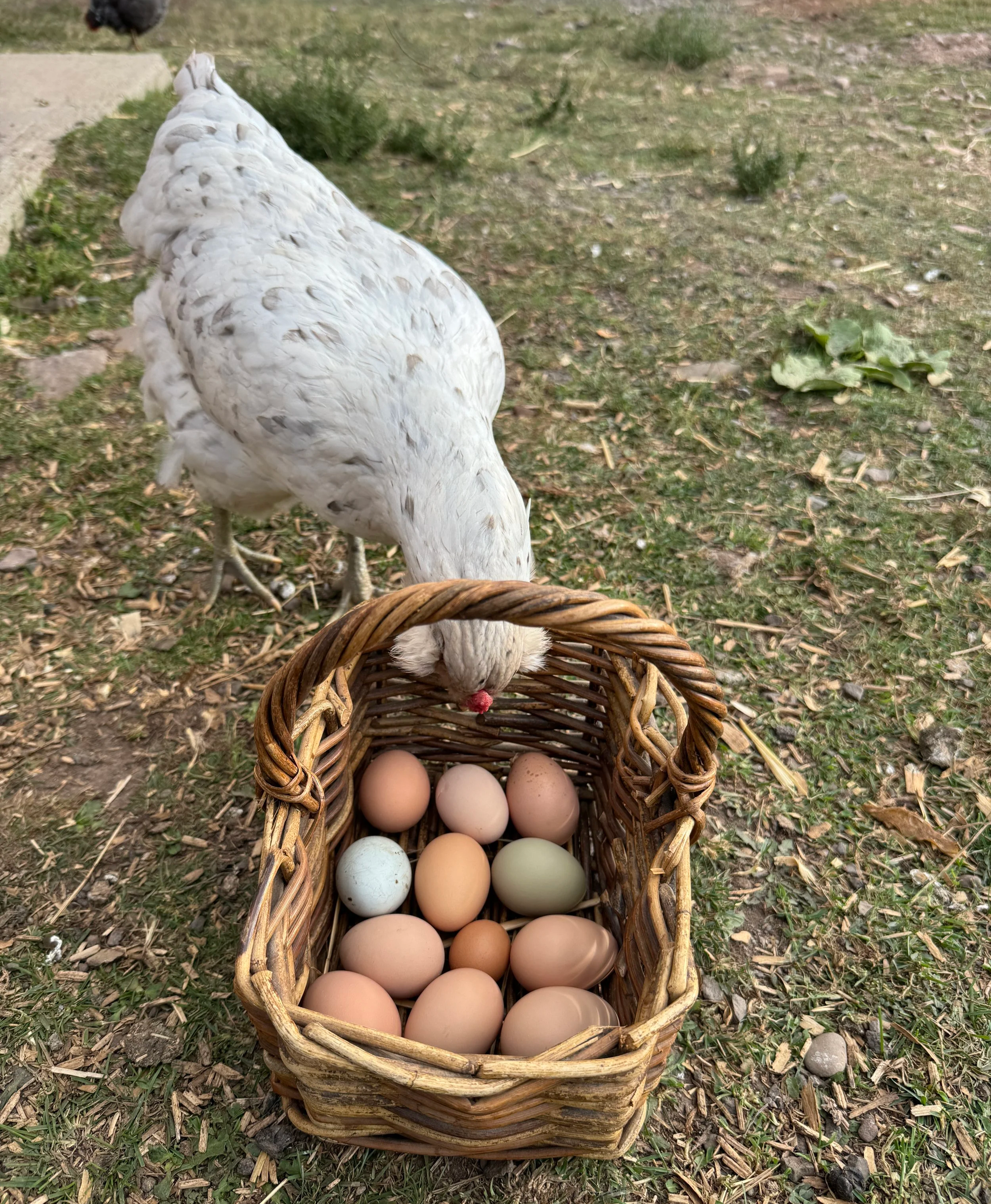 fresh eggs