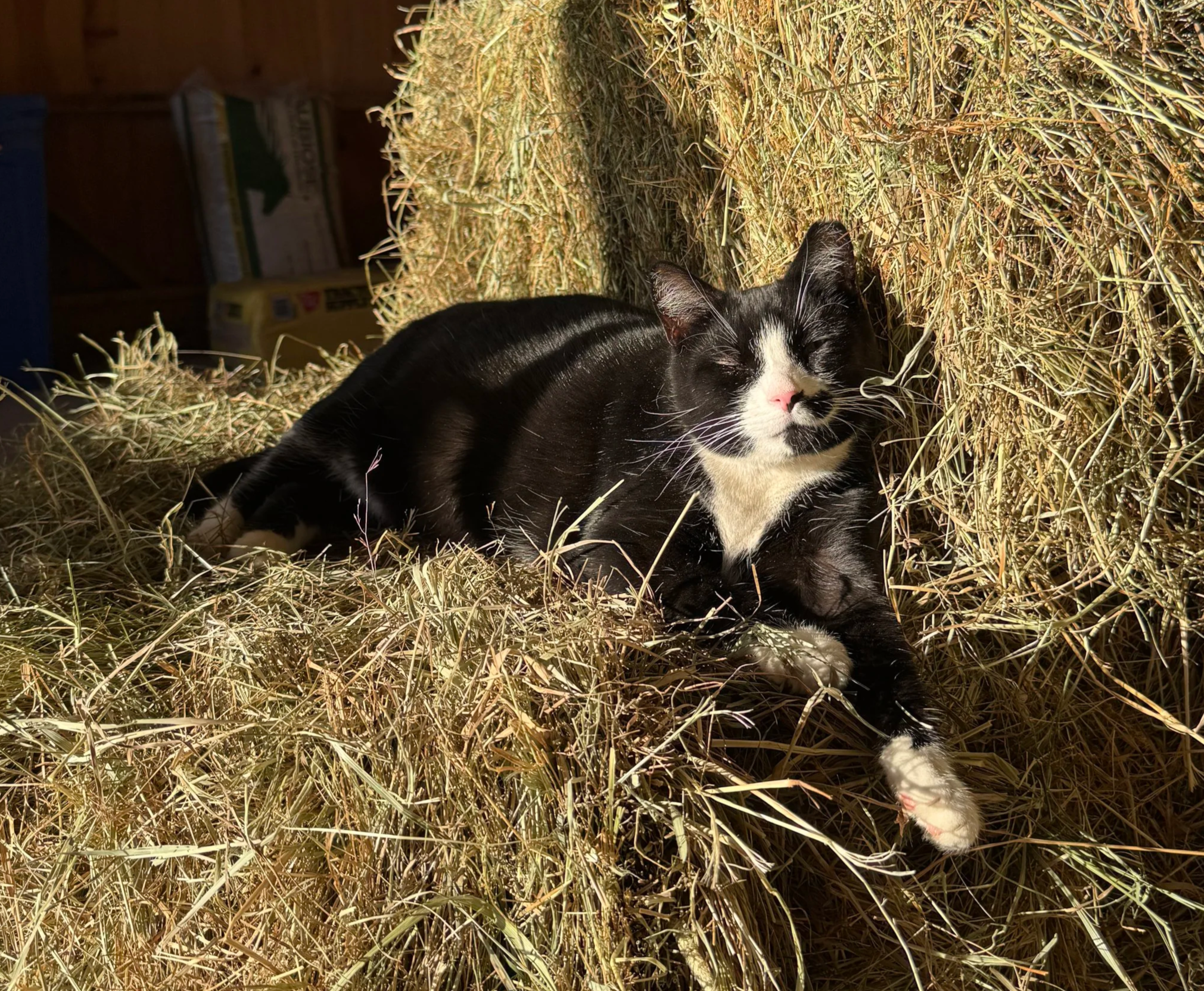 A black and white cat sleeping on a pile of hay with sunlight shining on it.