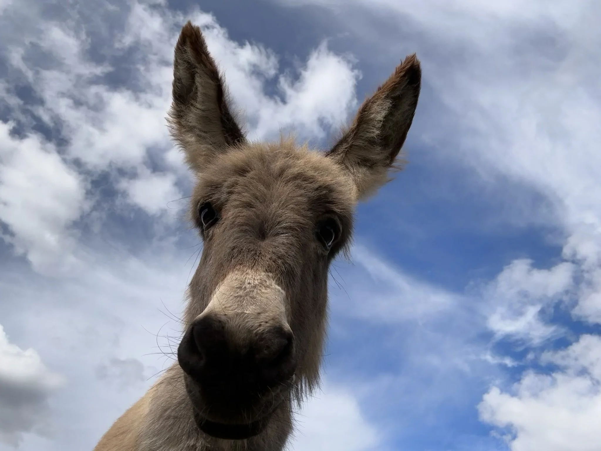Close-up of a donkey's face with large ears against a partly cloudy sky.