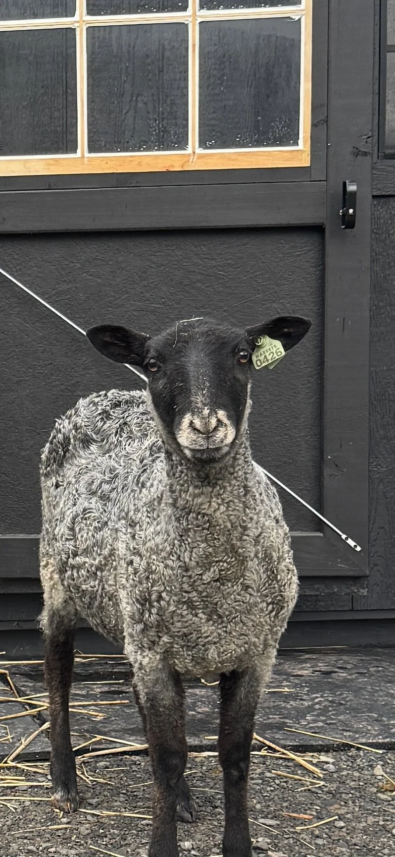 A gray gotland sheep smirking