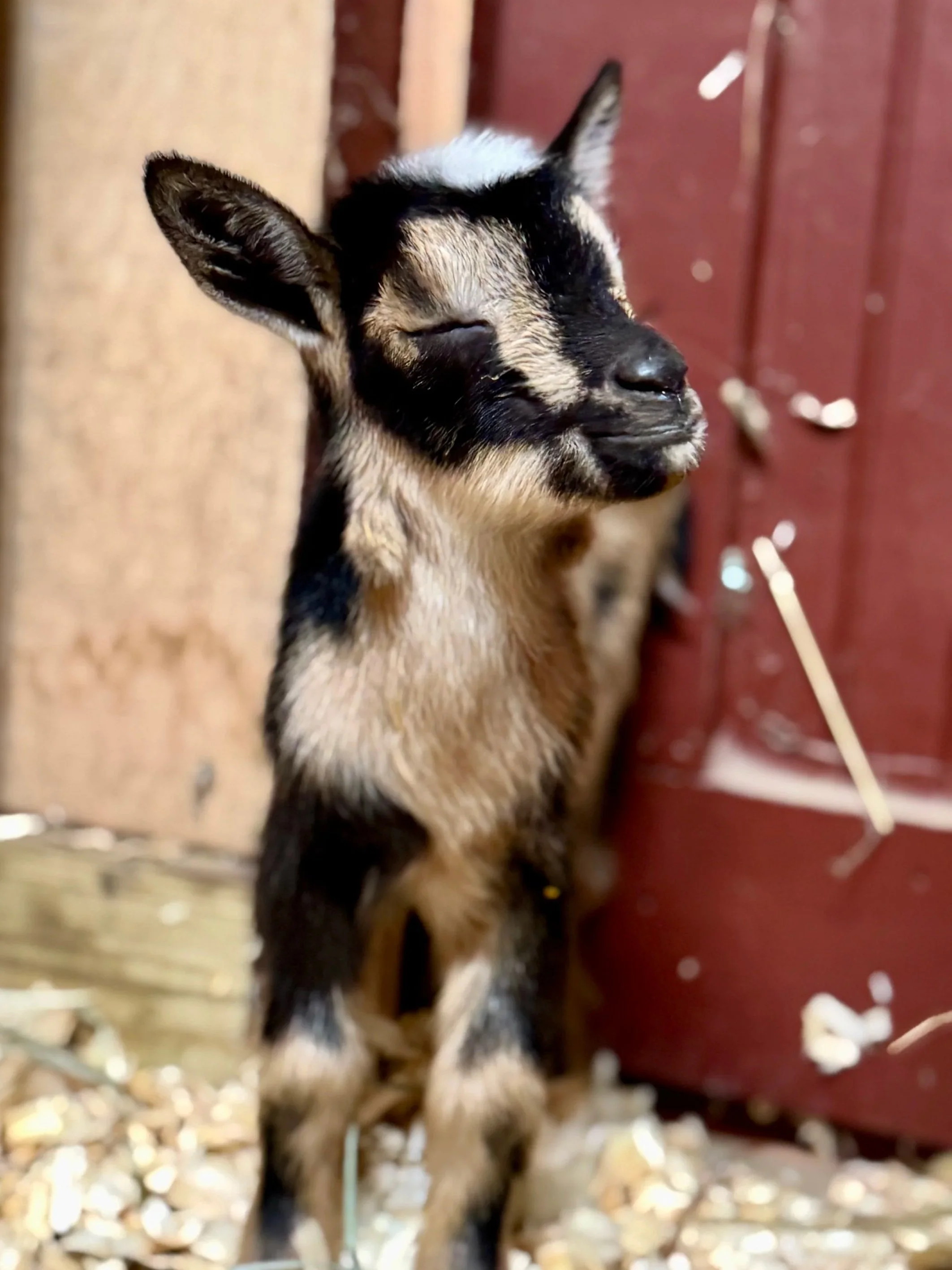 A young goat with black and tan fur standing on straw, with its eyes closed and ears perked up, leaning against a wooden and red wall.
