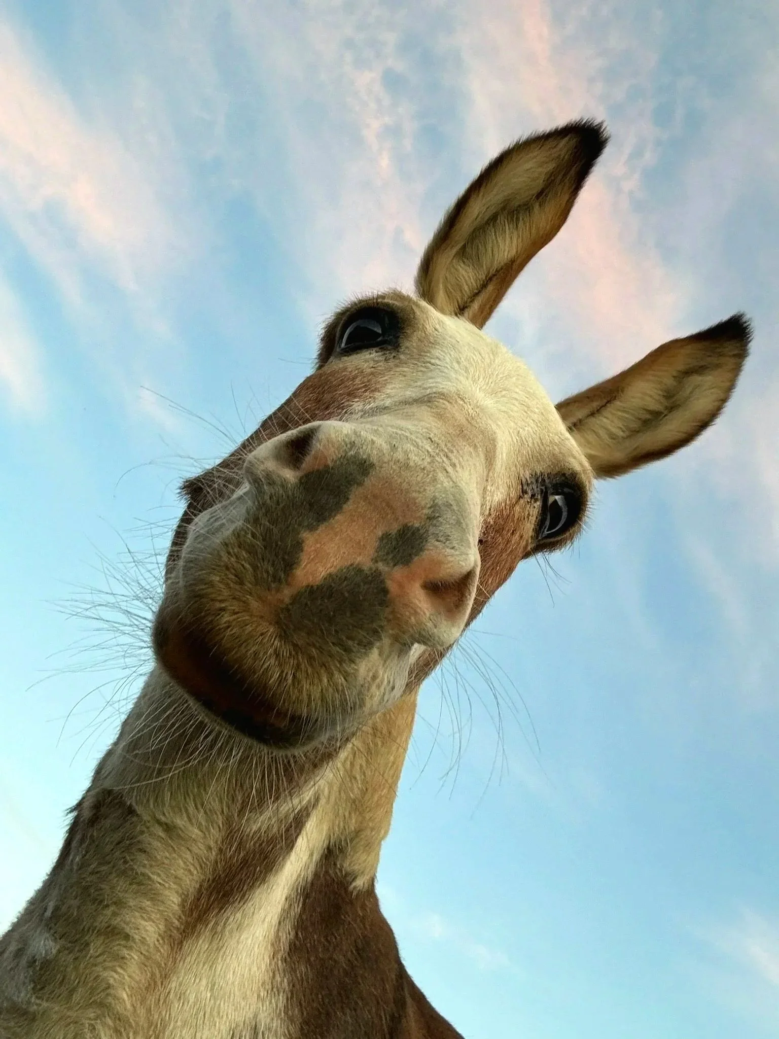 Close-up of a curious brown and white cow's face looking down at the camera, with a blue sky and pink-tinged clouds in the background.