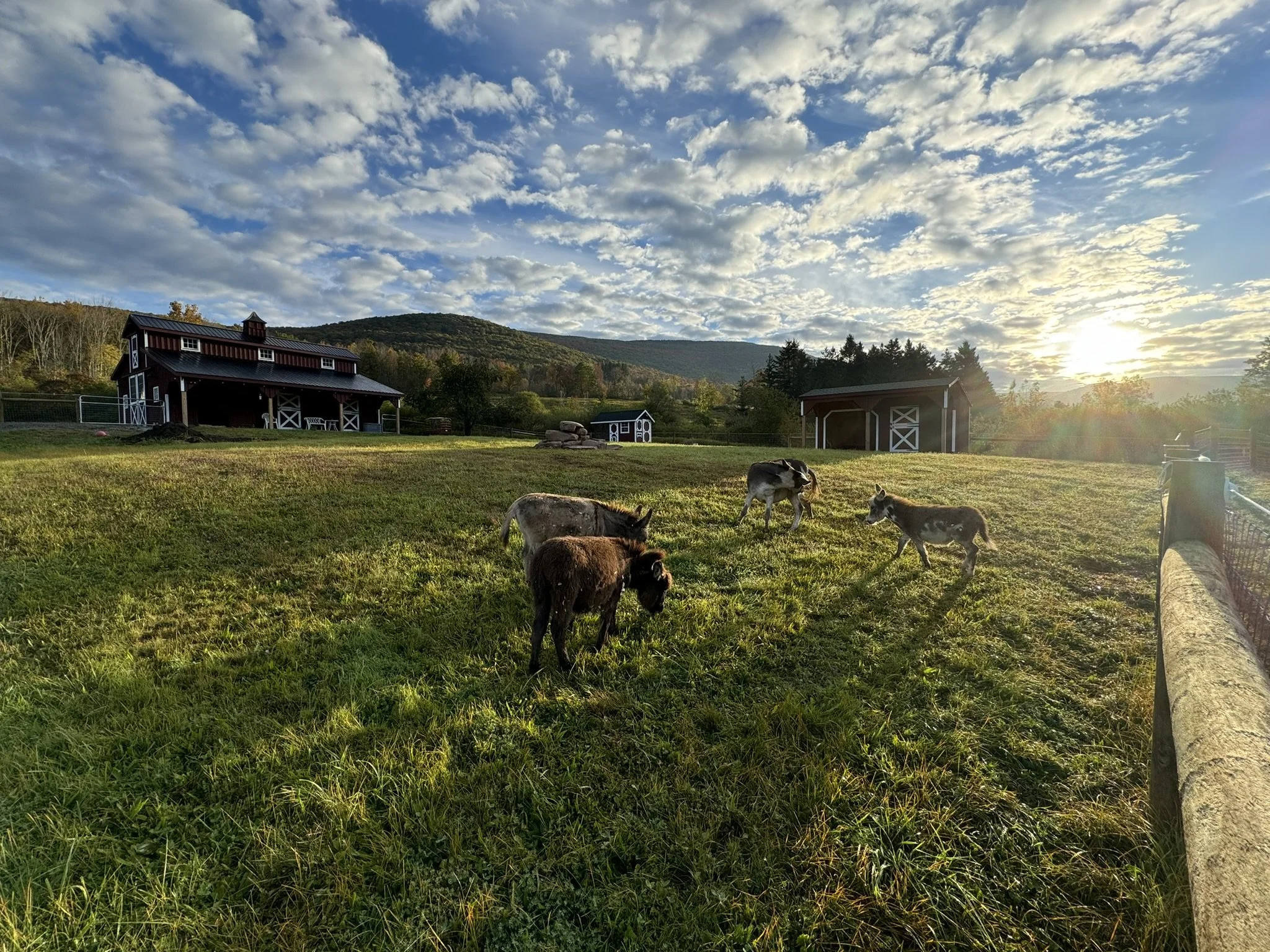Sunset over a farm with a red barn, smaller blue barns, and five donkeys grazing on a grassy field, surrounded by trees and mountains in the background.