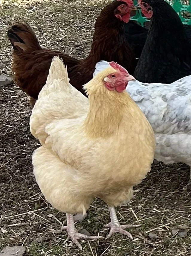a yellow buff orpington chicken