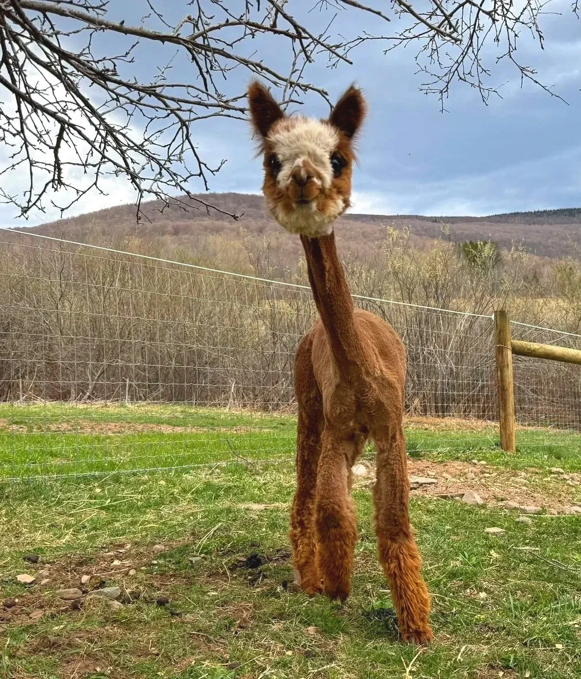 A humorous photo of a llama with the face of a plush alpaca toy, standing on green grass near a wooden fence with a rural landscape and cloudy sky in the background.