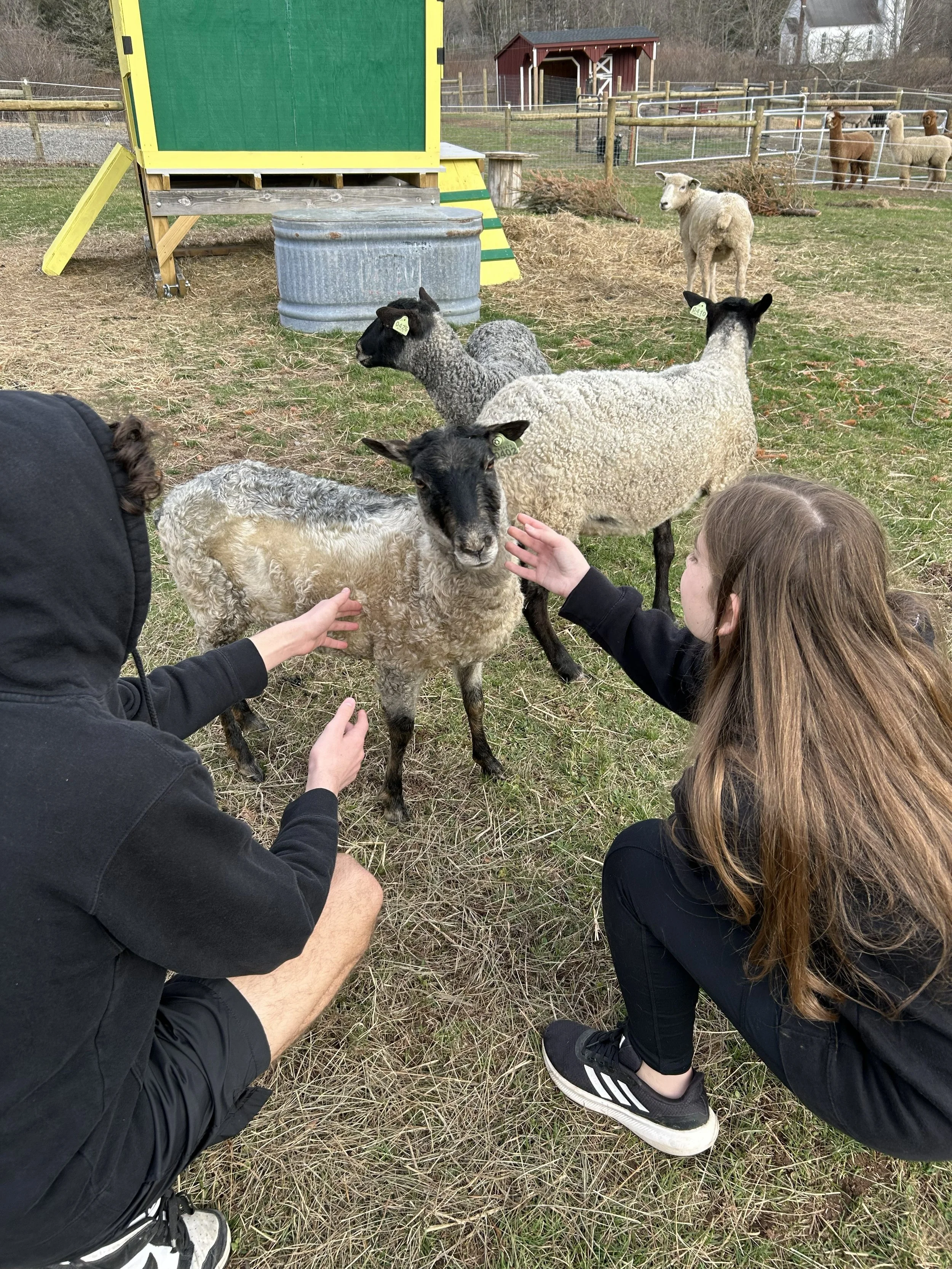 a cream colored gotland sheep being pet by two kids