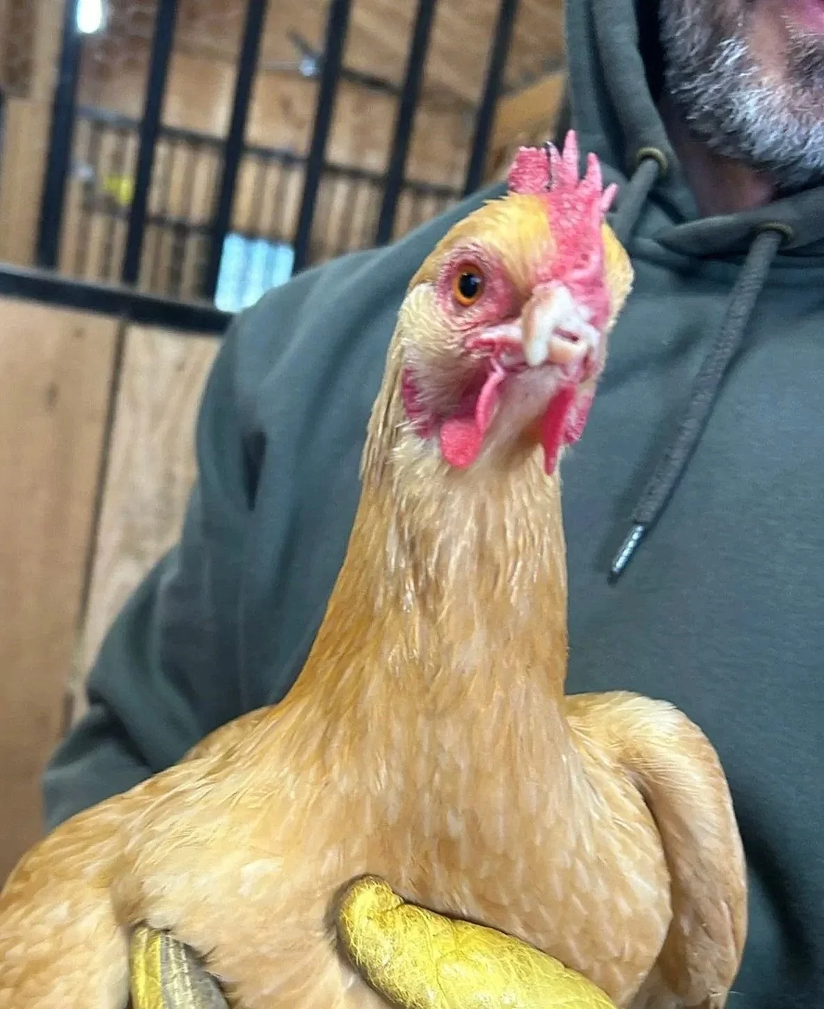 A person holding a light brown chicken with a red comb and beak, inside a wooden barn or coop.