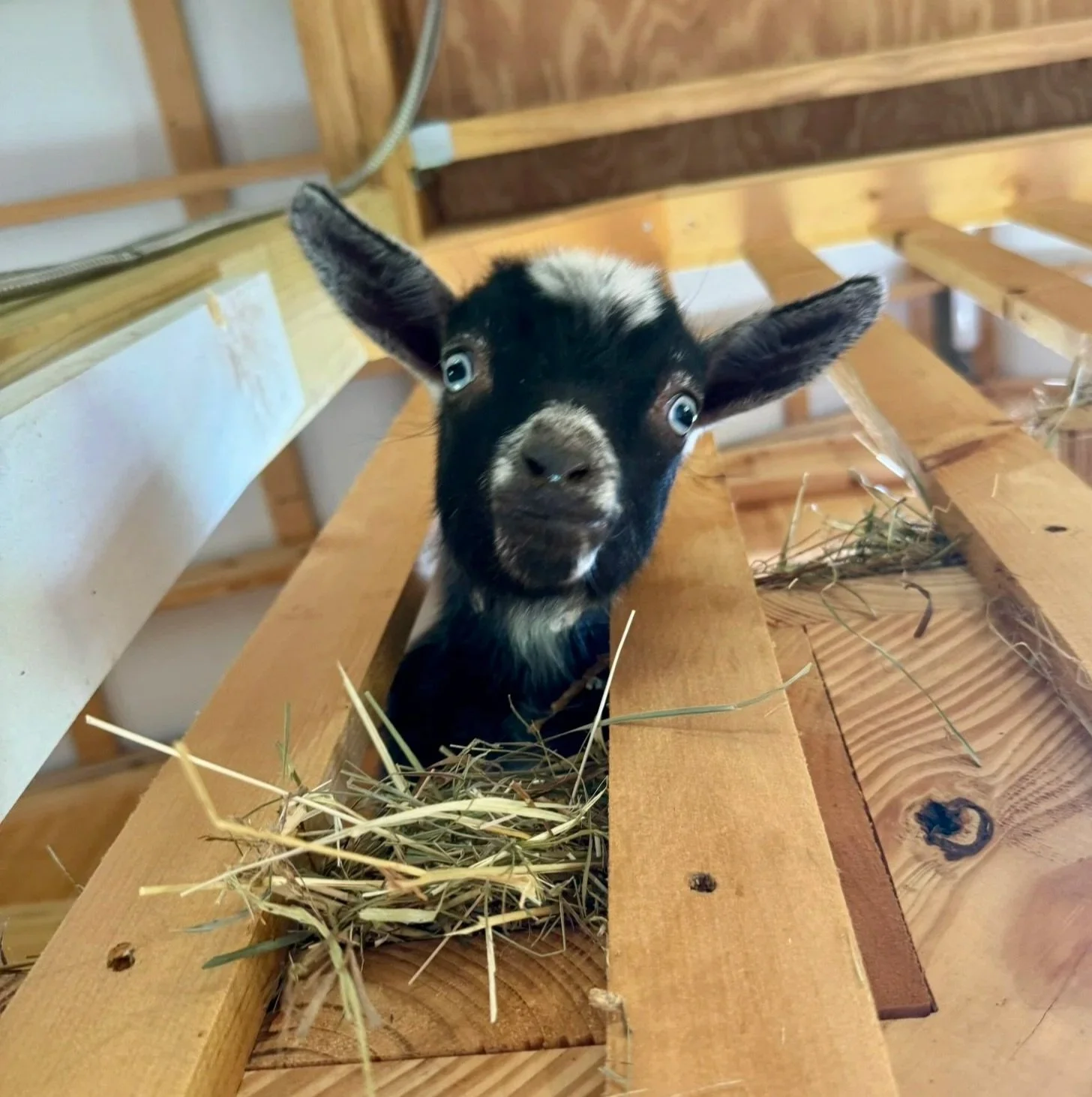 Close-up of a curious baby goat peeking over a wooden fence, surrounded by straw, inside a barn.