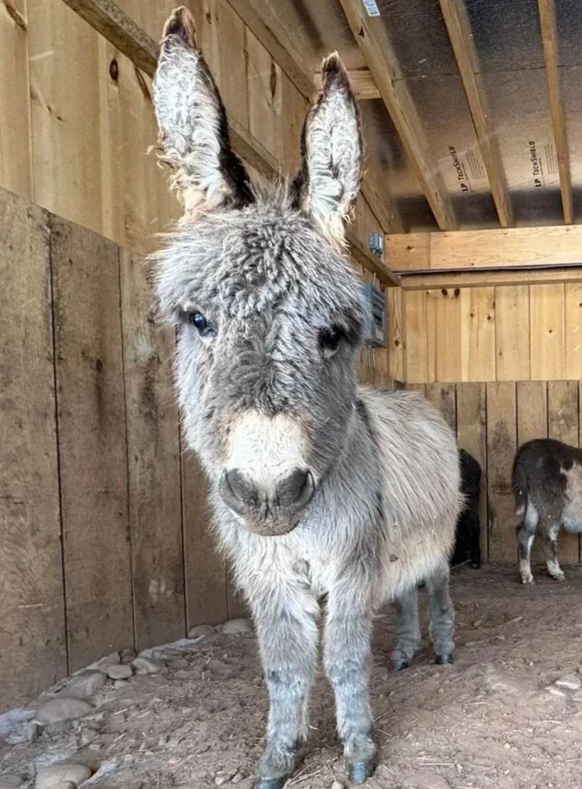 A curious donkey inside a wooden barn, looking directly at the camera.