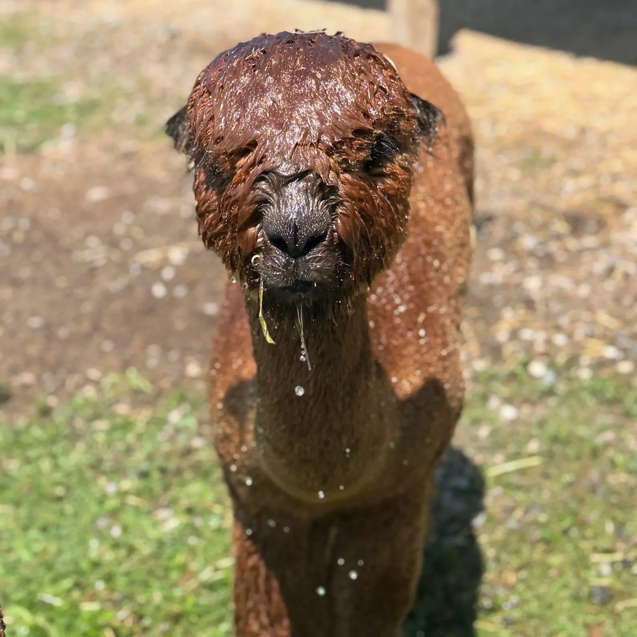 Close-up of a brown dog with wet fur, holding a piece of grass in its mouth, outdoors with a muddy ground and blurred background.