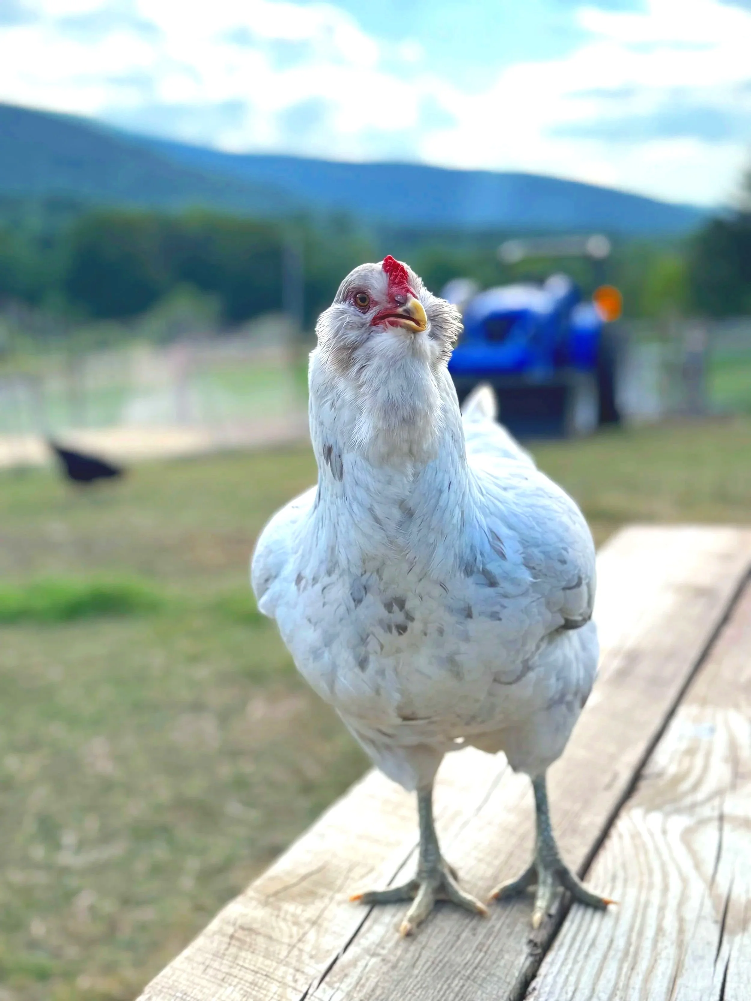 A chicken standing on a wooden ledge outdoors with mountains in the background and a blue truck.