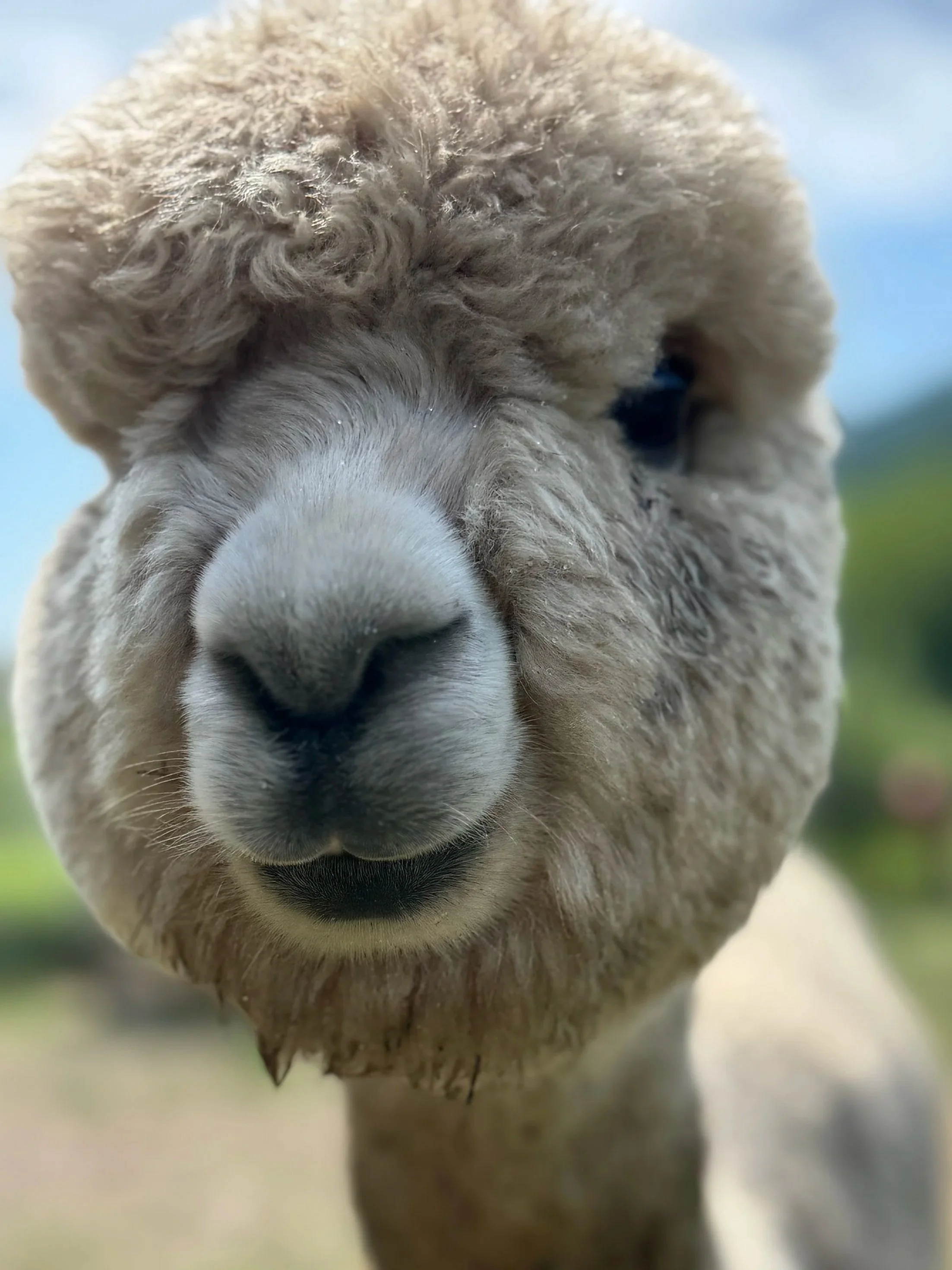 Close-up of a sheep's face, showing its woolly curly fur, nose, and eye.