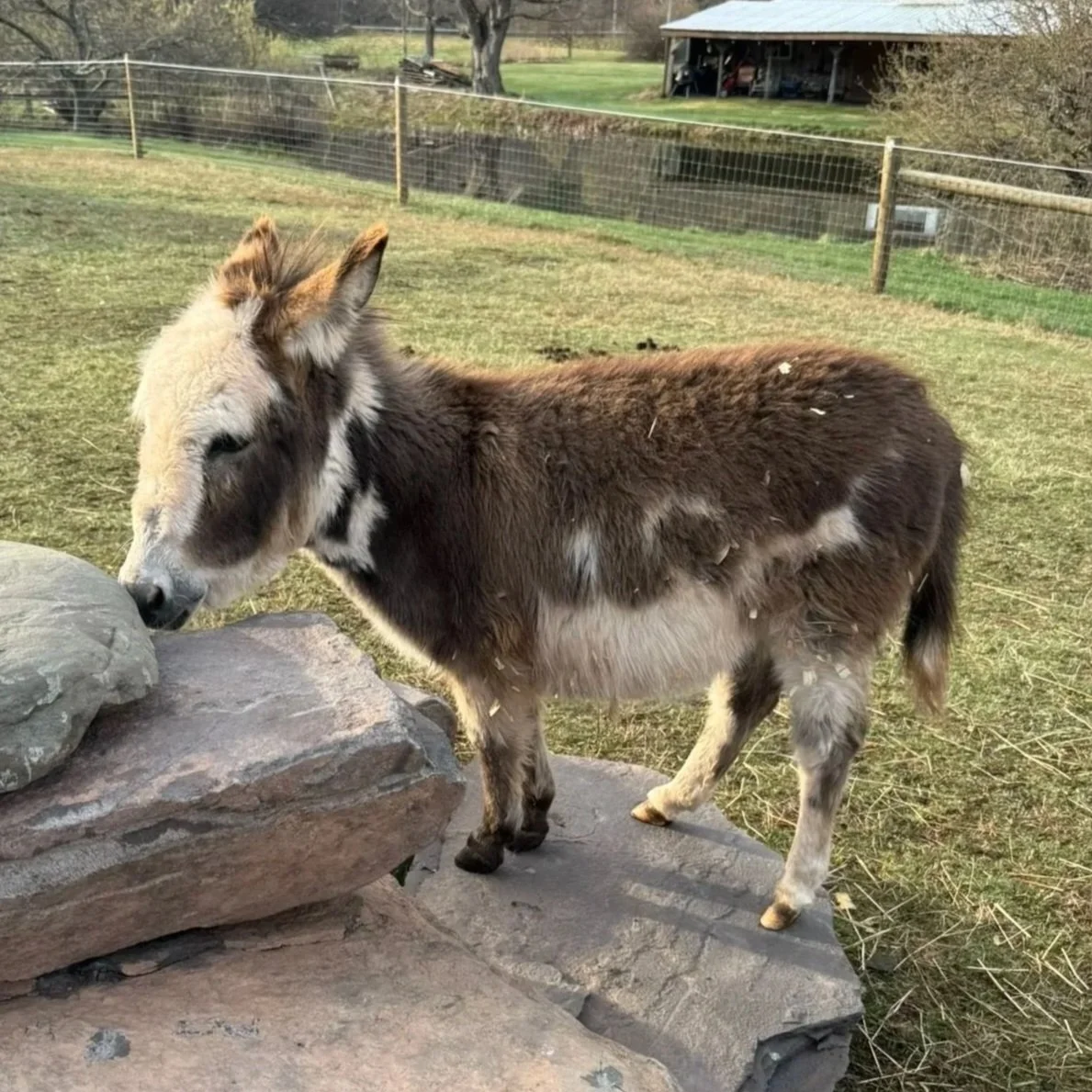A small donkey with a brown and white coat grazing near a rock in an outdoor pen.
