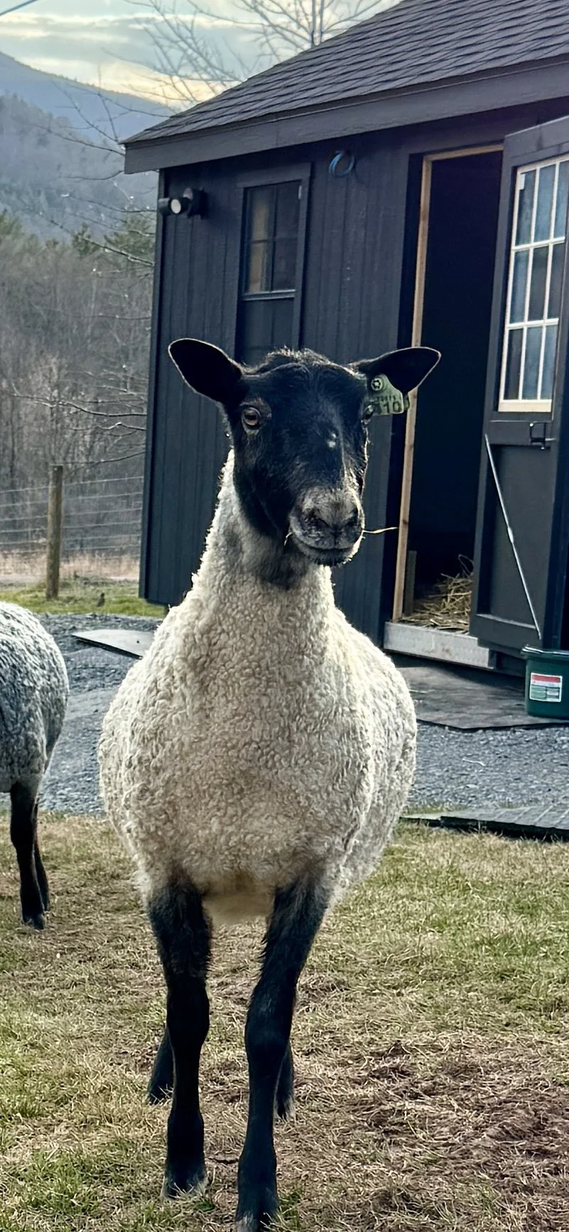 a white gotland sheep staring