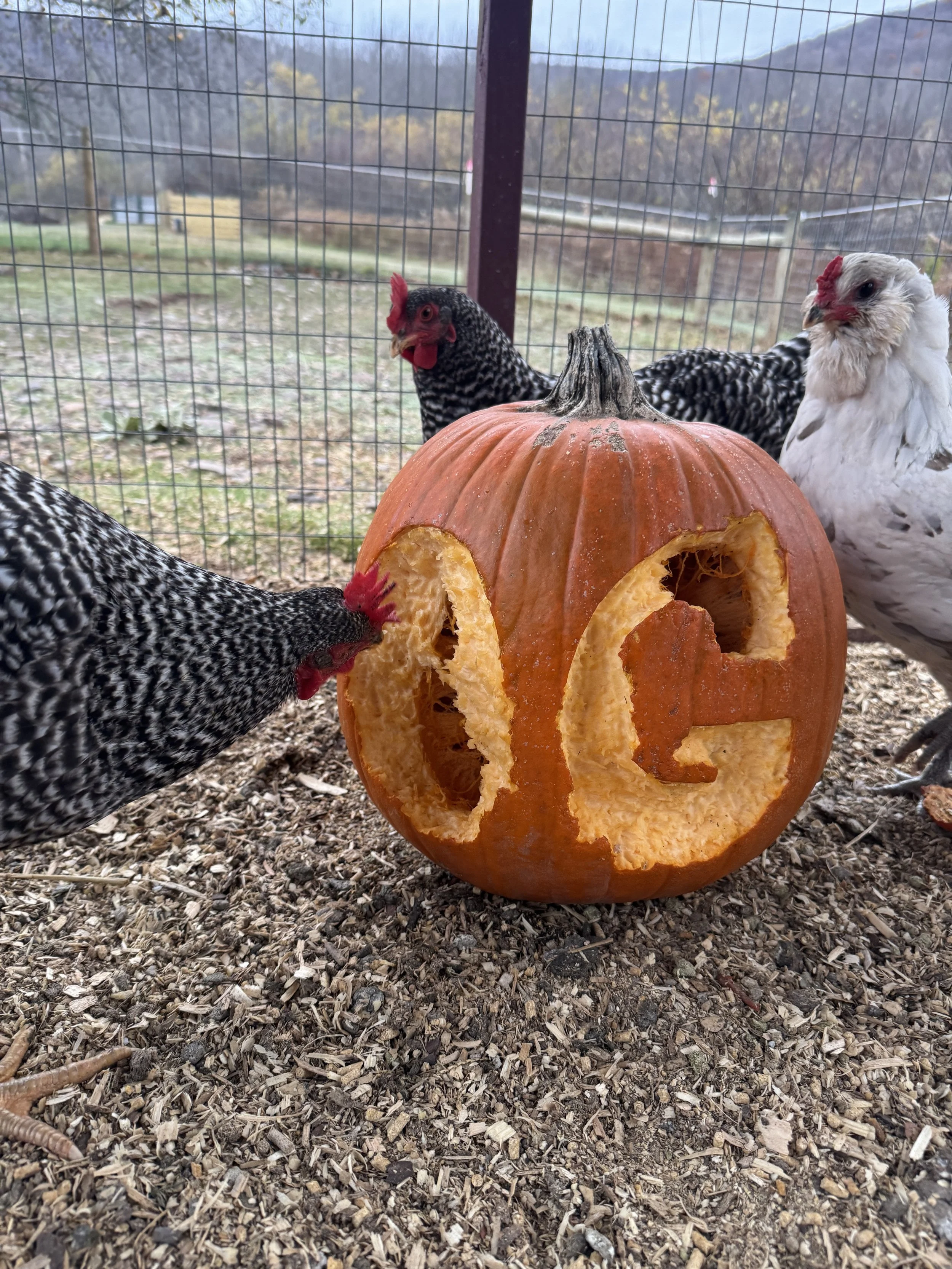 Black and white chickens pecking a pumpkin