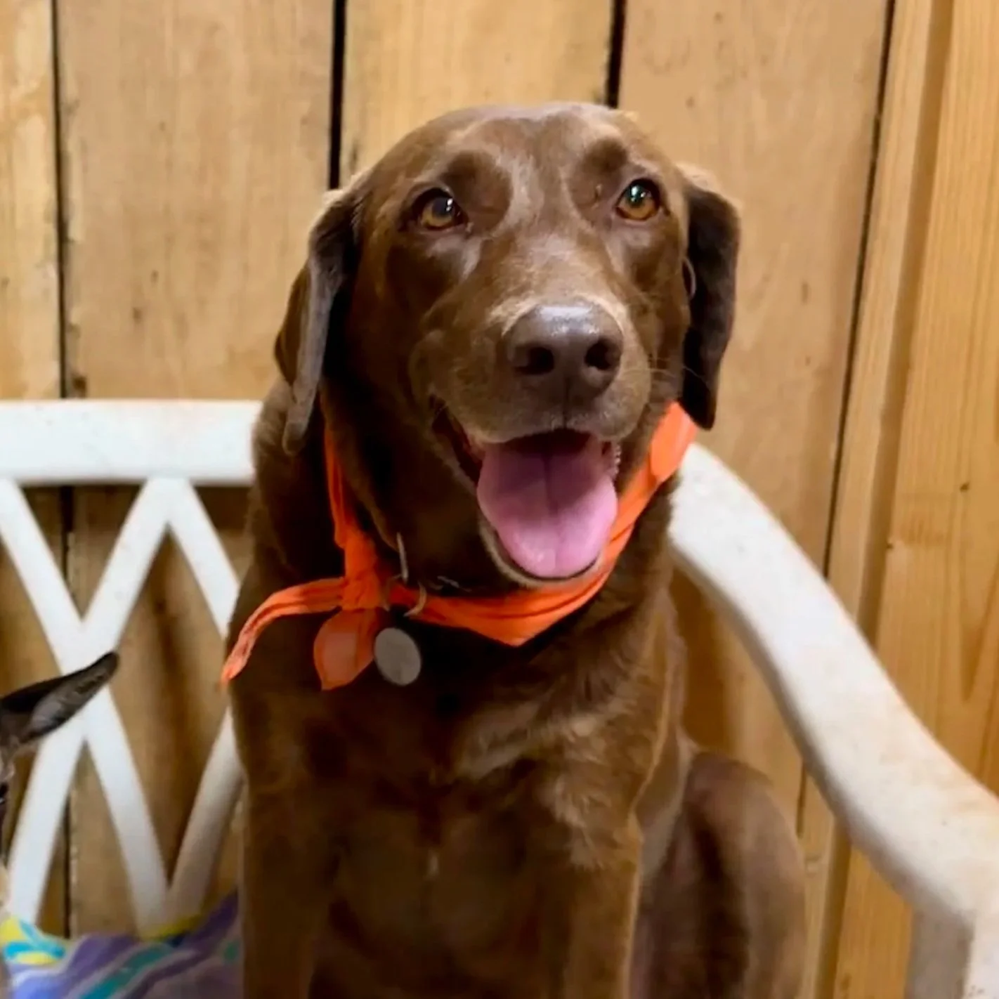 A brown dog with a orange bandana lying on a bed of hay in a cozy indoor setting with wooden walls, with two children and an adult in the background.