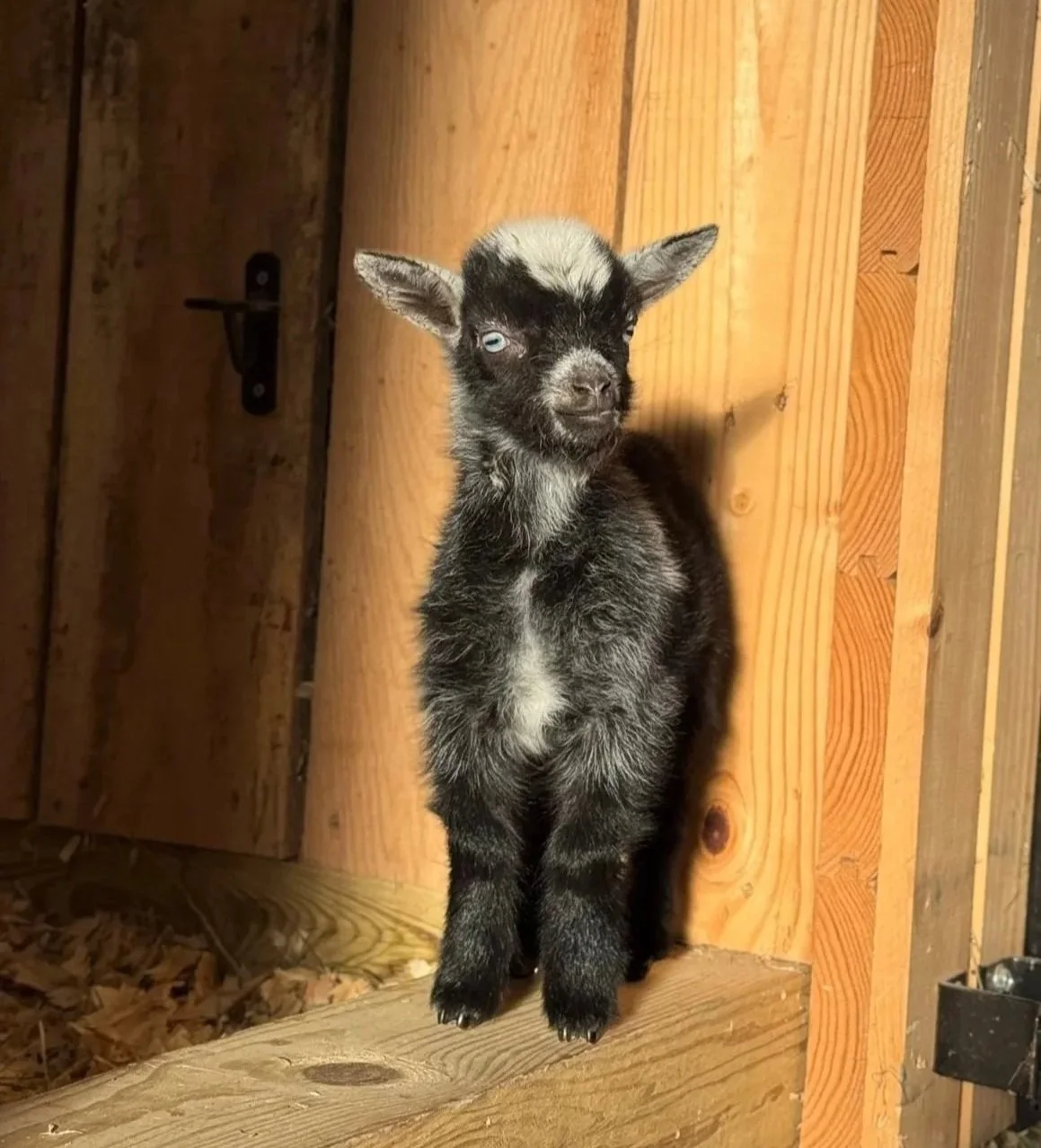 A small black and gray goat with one blue eye standing on a wooden ledge indoors, with a wooden wall and door behind it.