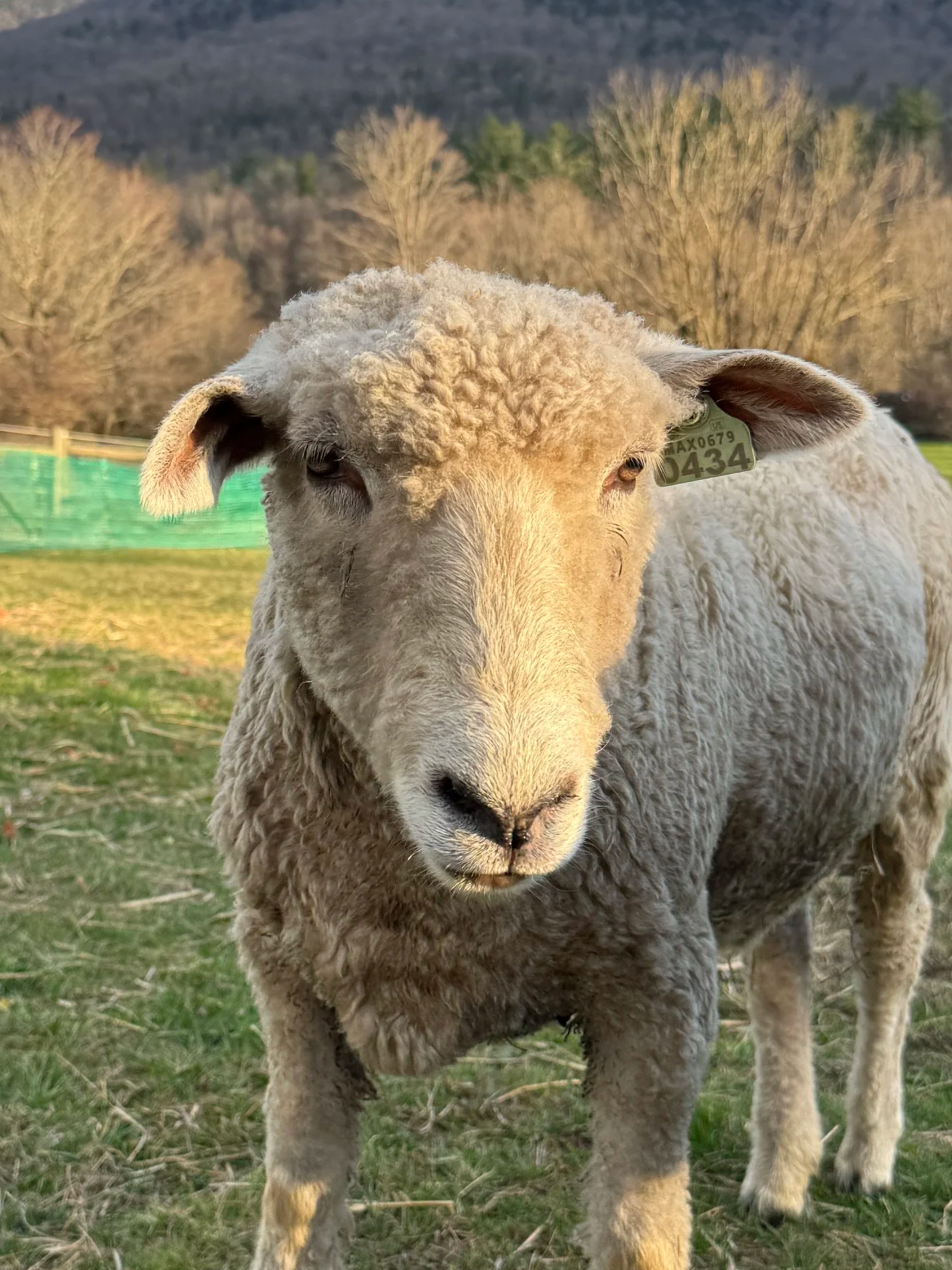 Image of a white leicester longwool sheep