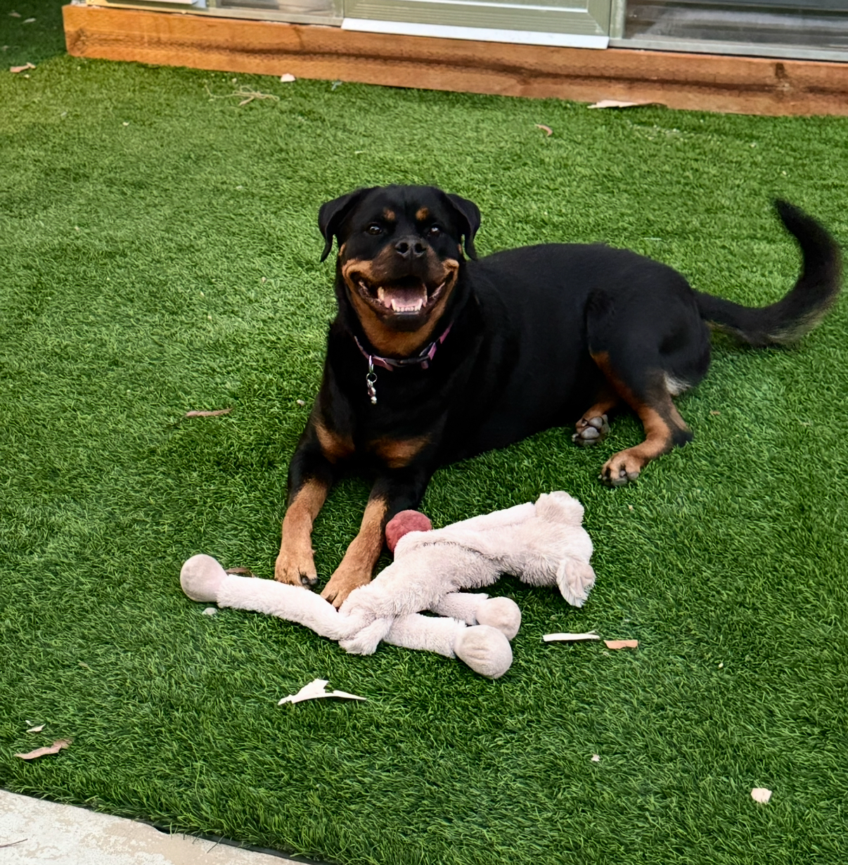 A smiling Rottweiler mix dog lying on green artificial grass with a plush toy in front of it.