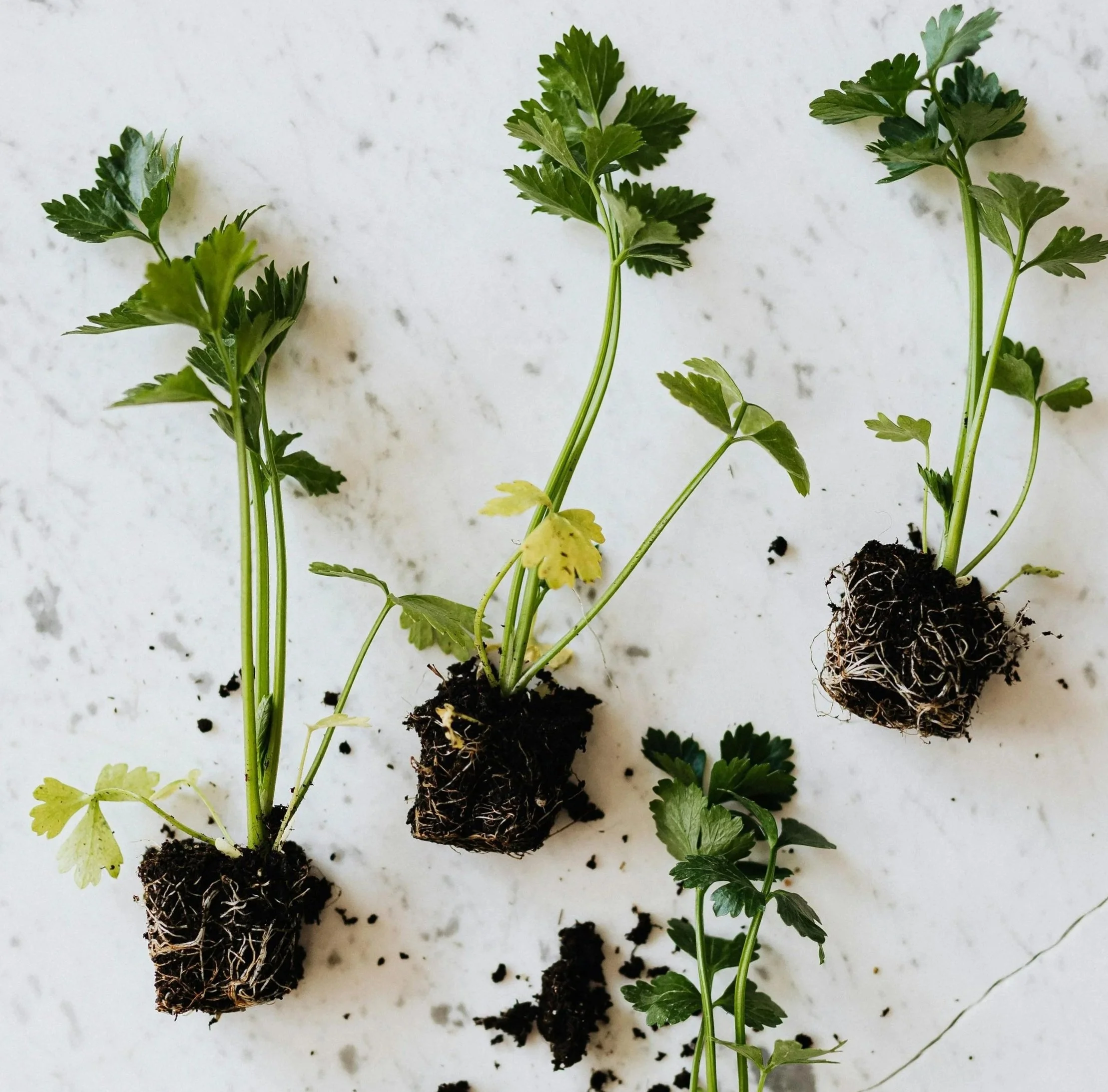 Three Seedlings Package
