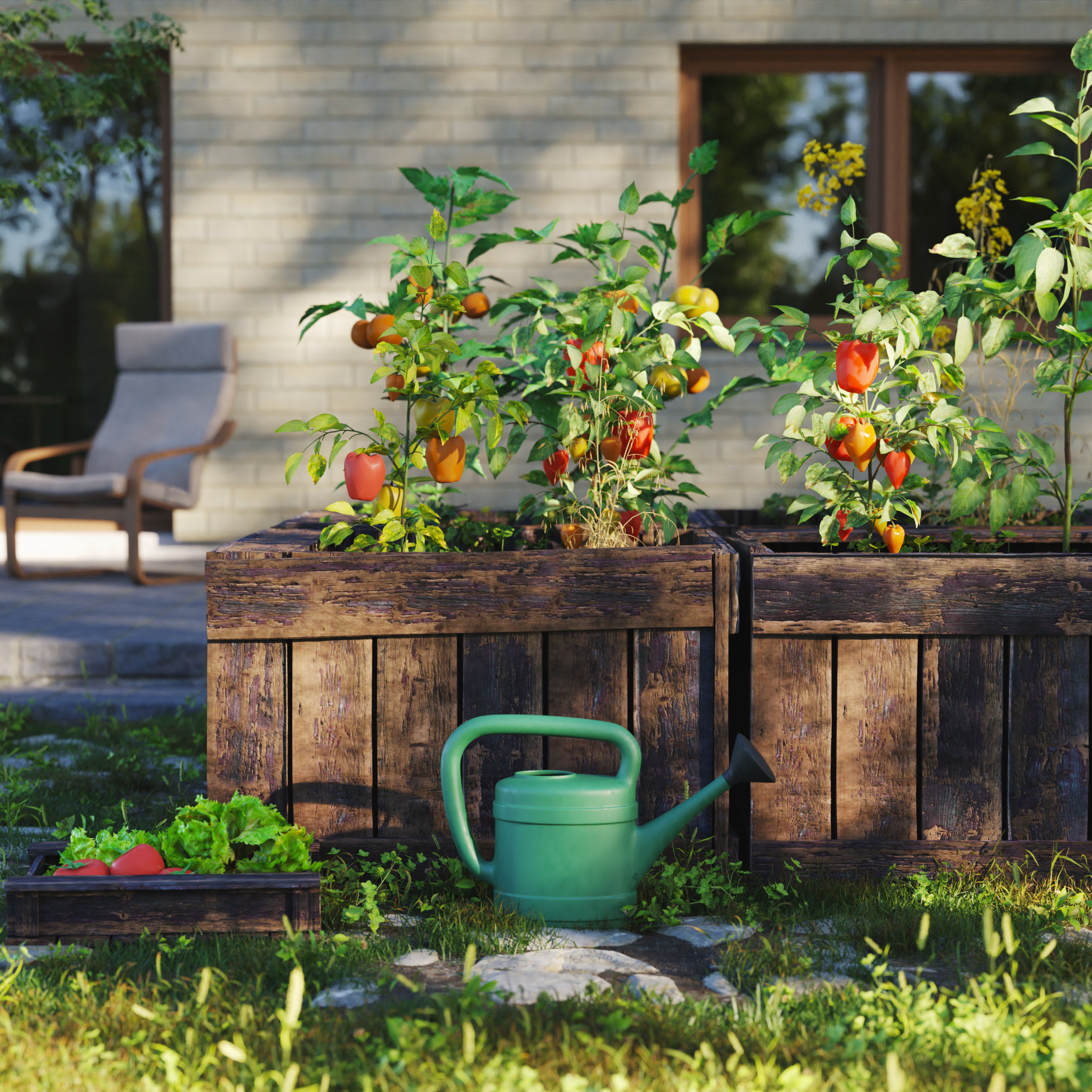 Garden with tomato plants in wooden planters, a green watering can, and a small container of lettuce and tomatoes on the grass, with a house and outdoor chair in the background.