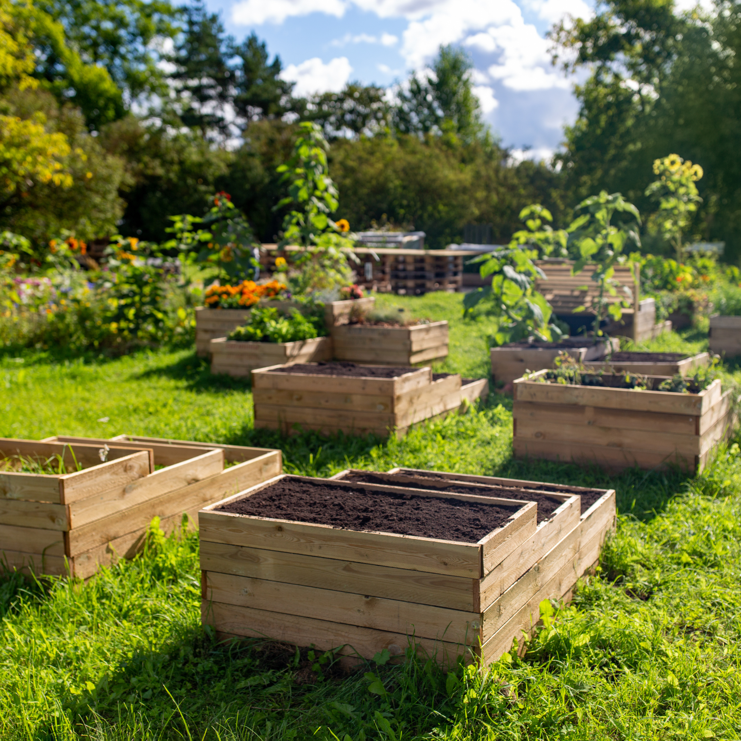 Multiple wooden raised garden beds filled with soil in a lush green garden with trees and flowering plants under a partly cloudy sky.