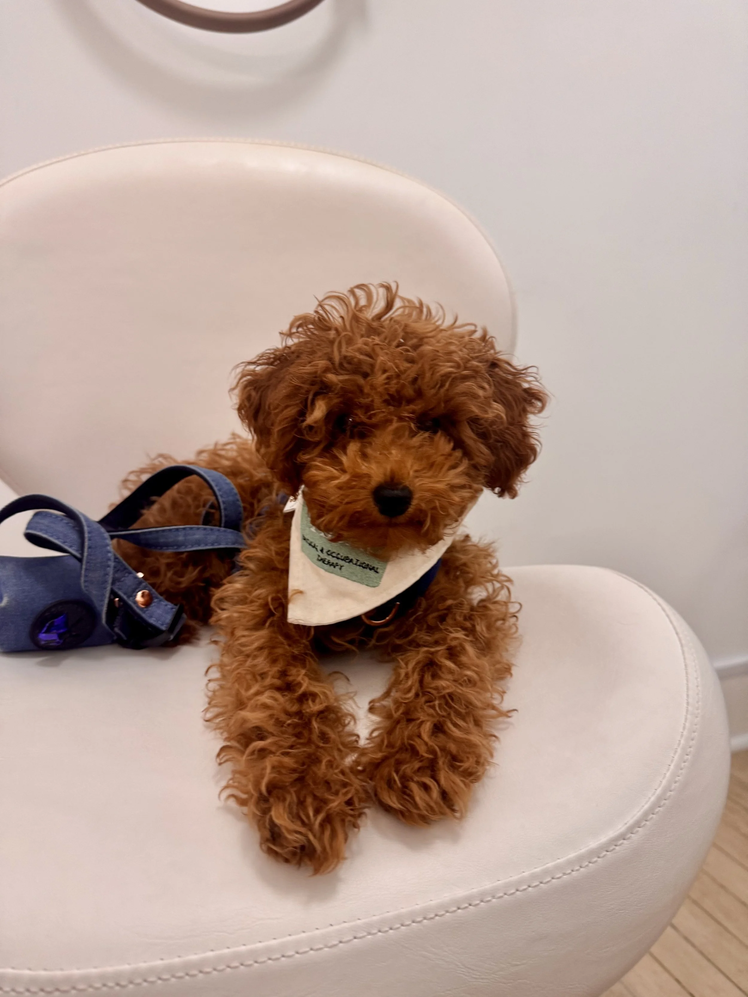 Kobe, Thera’s emotional support dog, lying on a white treatment chair wearing a blue harness and a Thera bandana