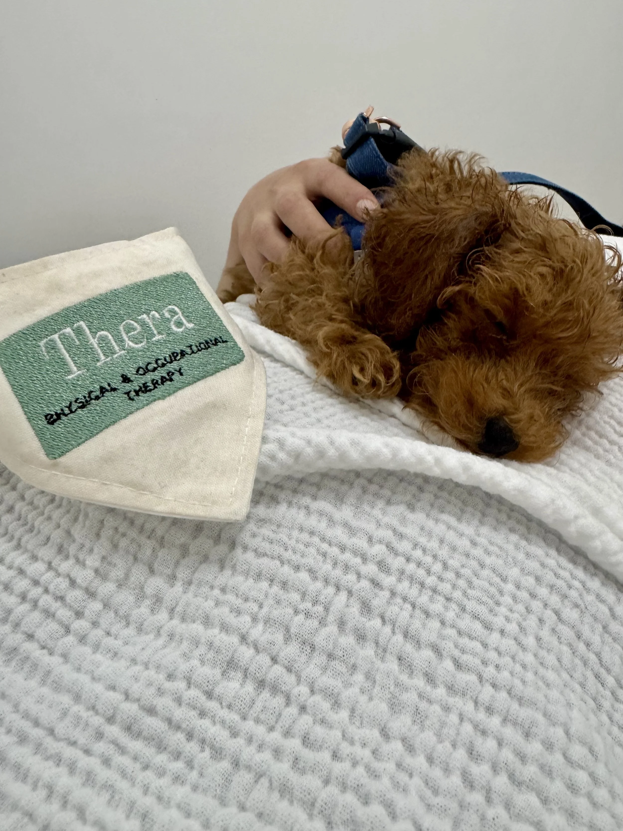 Kobe, Thera’s emotional support dog snuggling during treatment sessions