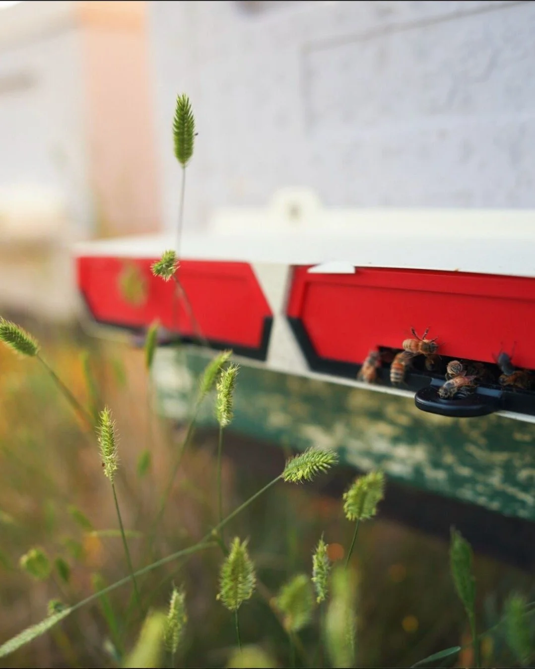 🐝 Pollinators across Colorado are in crisis - and they&rsquo;re trying to tell us something.

In the last year alone, Colorado beekeepers reported a staggering average of 42% loss in honeybee colonies. And wild bees? Testing shows neonicotinoid cont