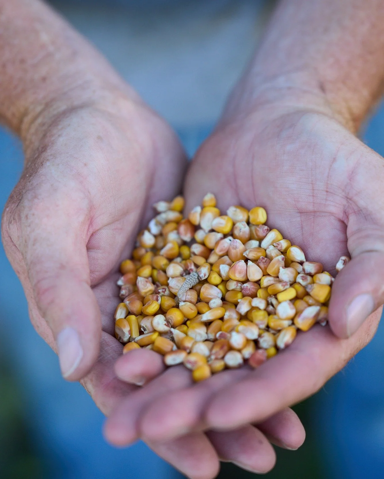Here in Colorado, so many crop seeds come pre-coated with toxic pesticides called neonics - NOT because they are always needed, but because multinational chemical corporations profit from selling it that way.

They want you to believe these chemicals