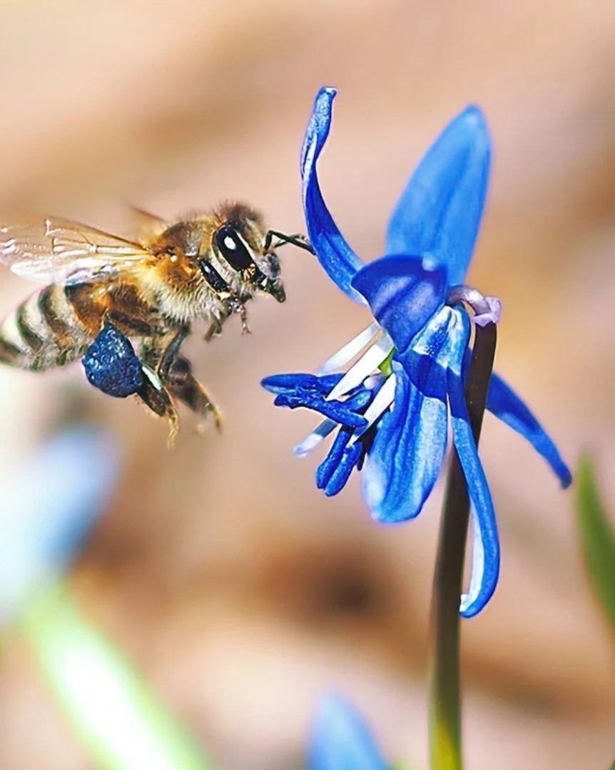 Here&rsquo;s a scary thought experiment:

Imagine your favorite grocery store without:
🌰 Almonds
🫐 Blueberries
🍏 Apples
🍒 Cherries
🥒 Cucumbers
🍑 Peaches

OR imagine them costing significantly more. 📈

Bees are responsible for pollinating 1 out