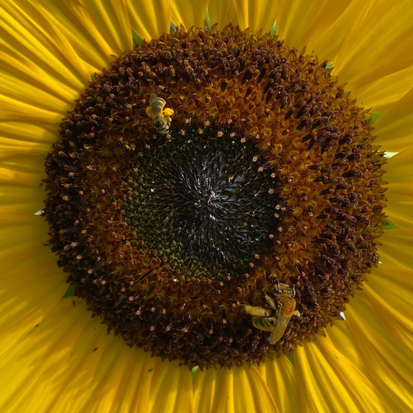 Today is World Bee Day! While we celebrate these essential pollinators, we also have to be honest about the threats they face.

One of the most urgent is neonicotinoid-coated seeds, commonly used in agriculture across the country. A single coated see