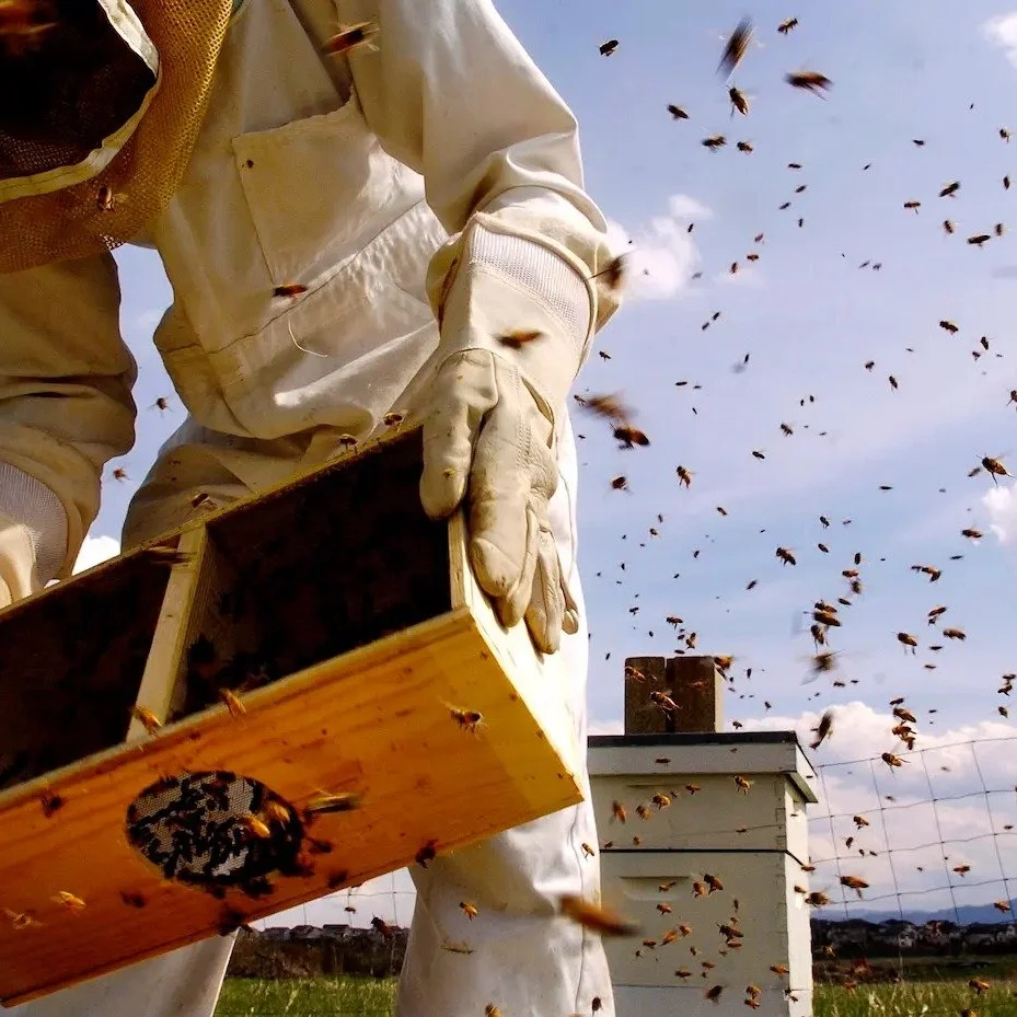 Neonics &ldquo;were supposed to be safe for people and wildlife. But none of that turned out to be true." 

Neonic pollution is stressing Colorado beekeepers who are struggling to help their hives survive. As longtime beekeeper Cory Kreft put it