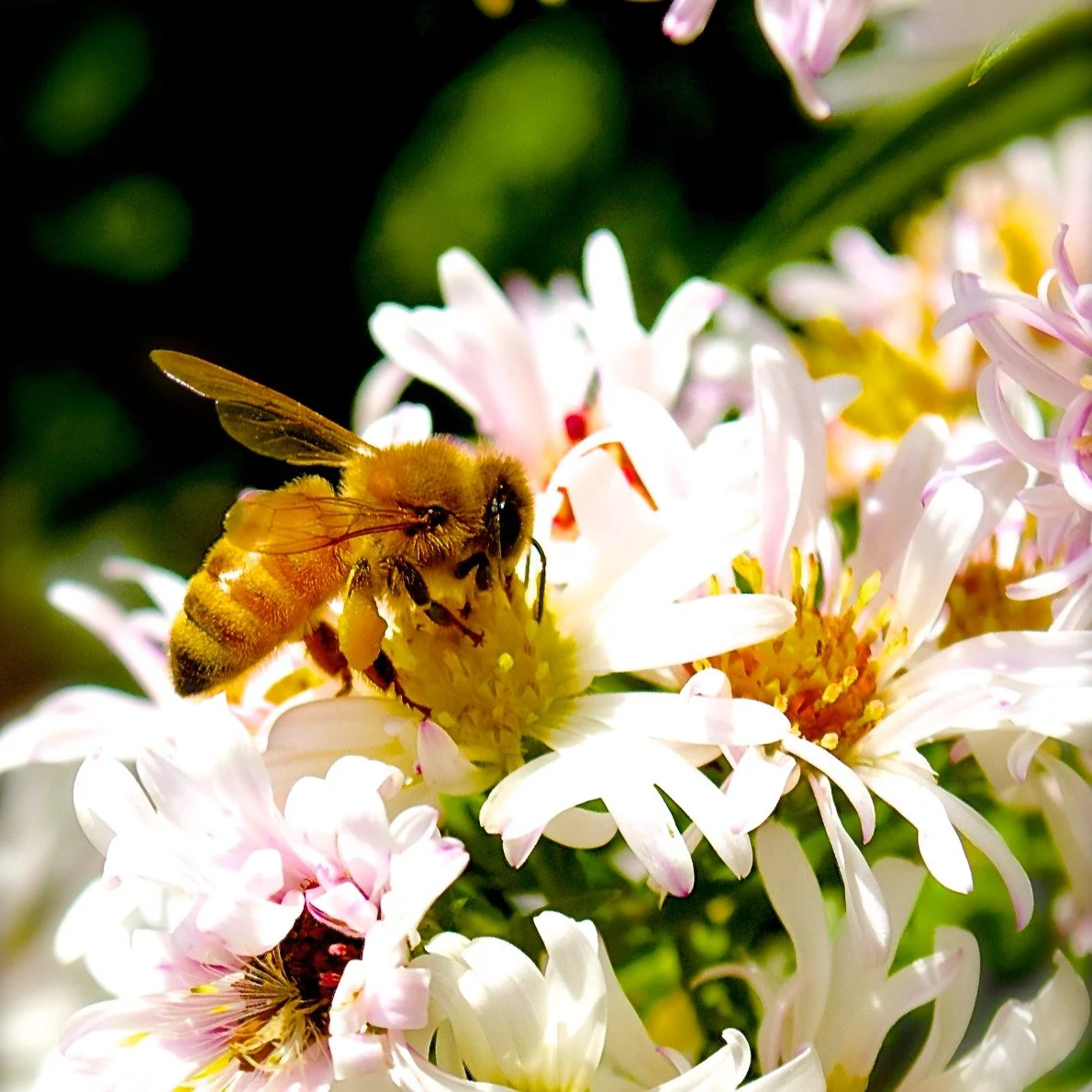 It's Colorado Pollinator Month! 🐝 

While we celebrate our bees and other pollinators, let's talk about one of the biggest threats they face. Neonicotinoids have been found in Colorado groundwater at 100 times the levels known to harm aquatic life. 