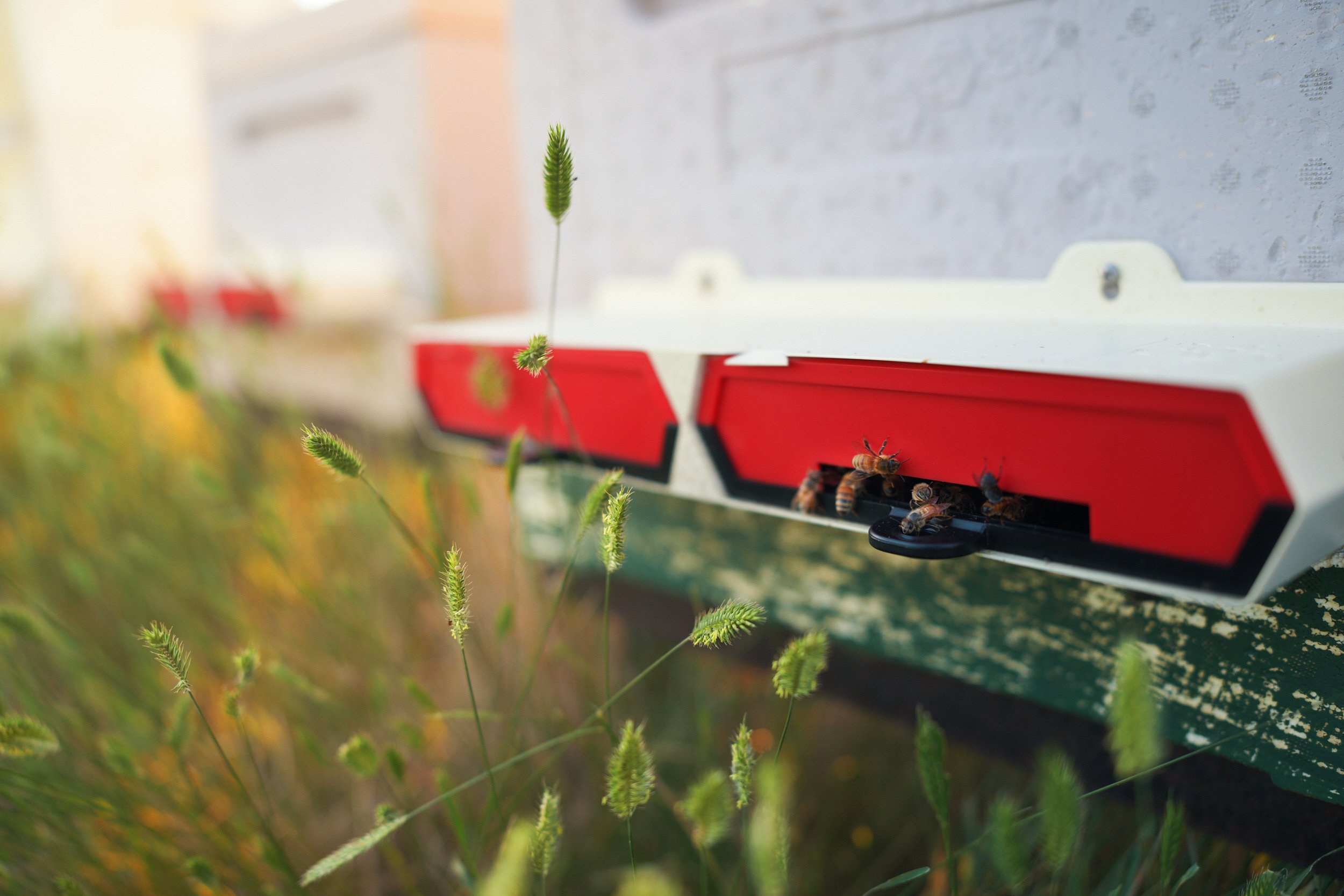 A close-up of a bee box with bees entering and exiting, surrounded by green grass and plants.