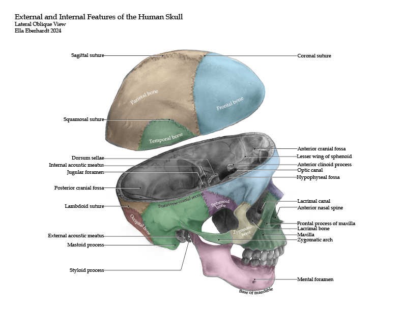 MSC1001Y-202425-SkullColour-EE.png.png